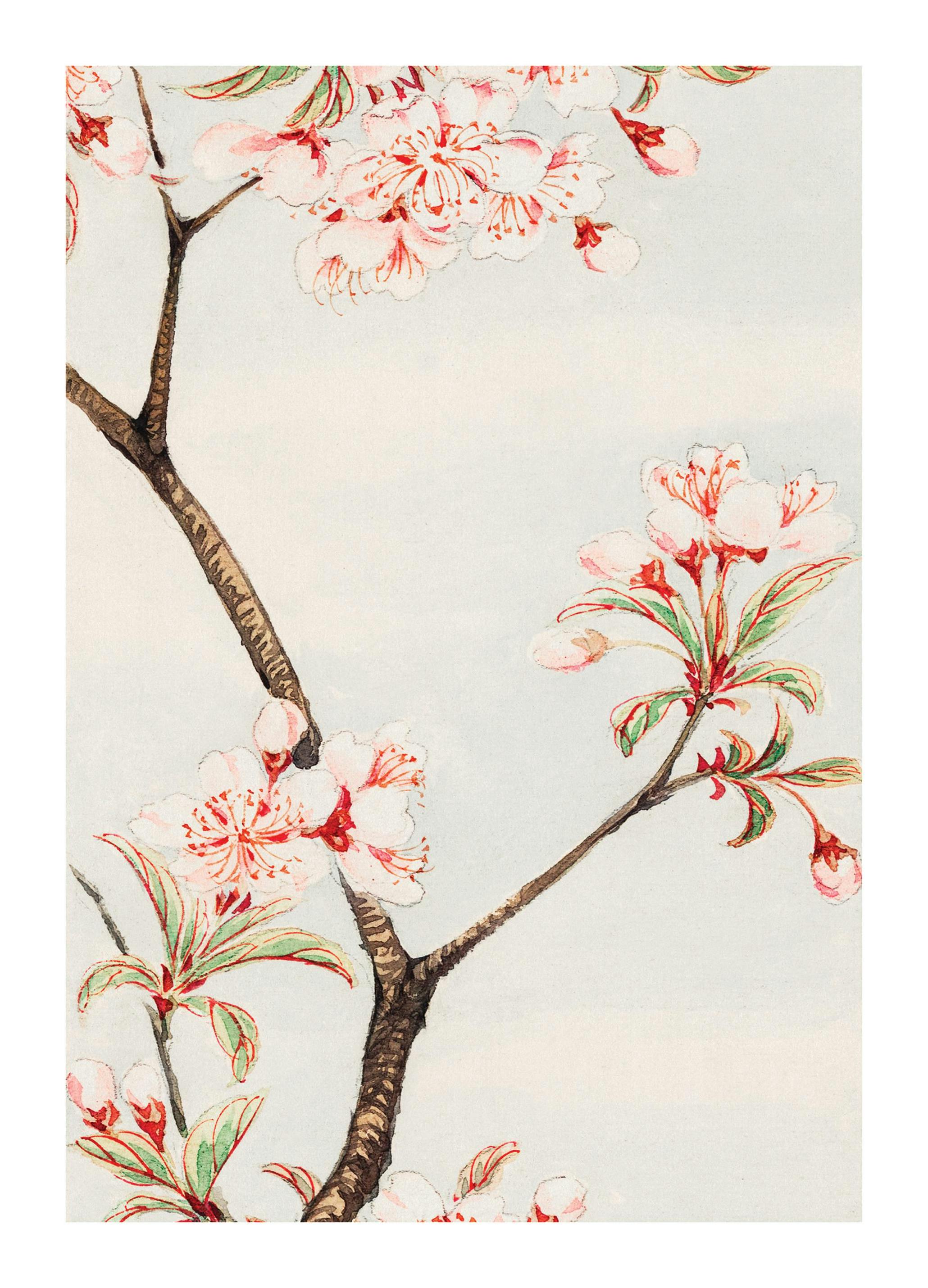 Megata Morikaga - Sakura Cherry Plakat (50x70 cm)- Obrazy sławnych malarzy