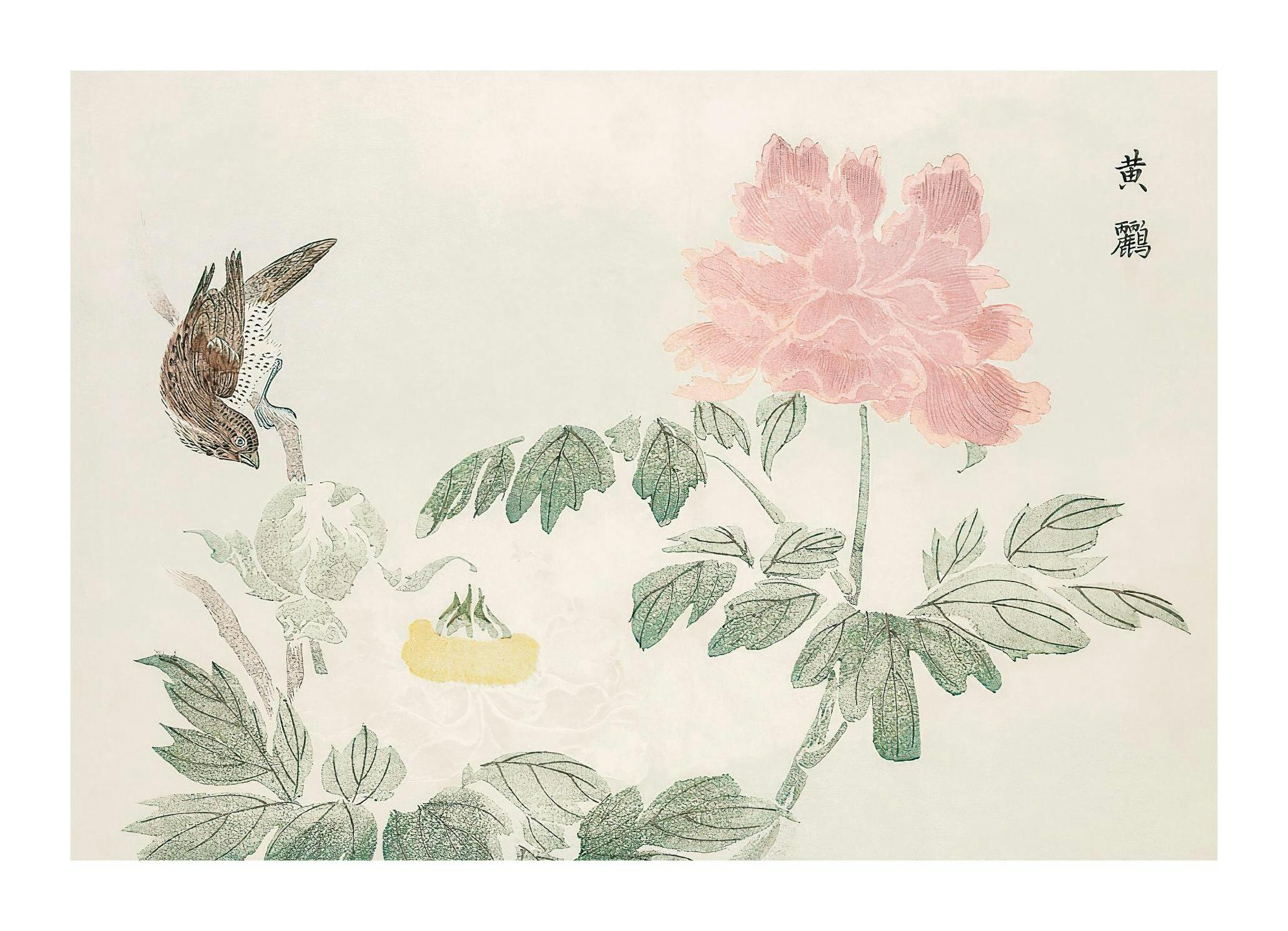 Chinese Peony Print (50x70 cm)