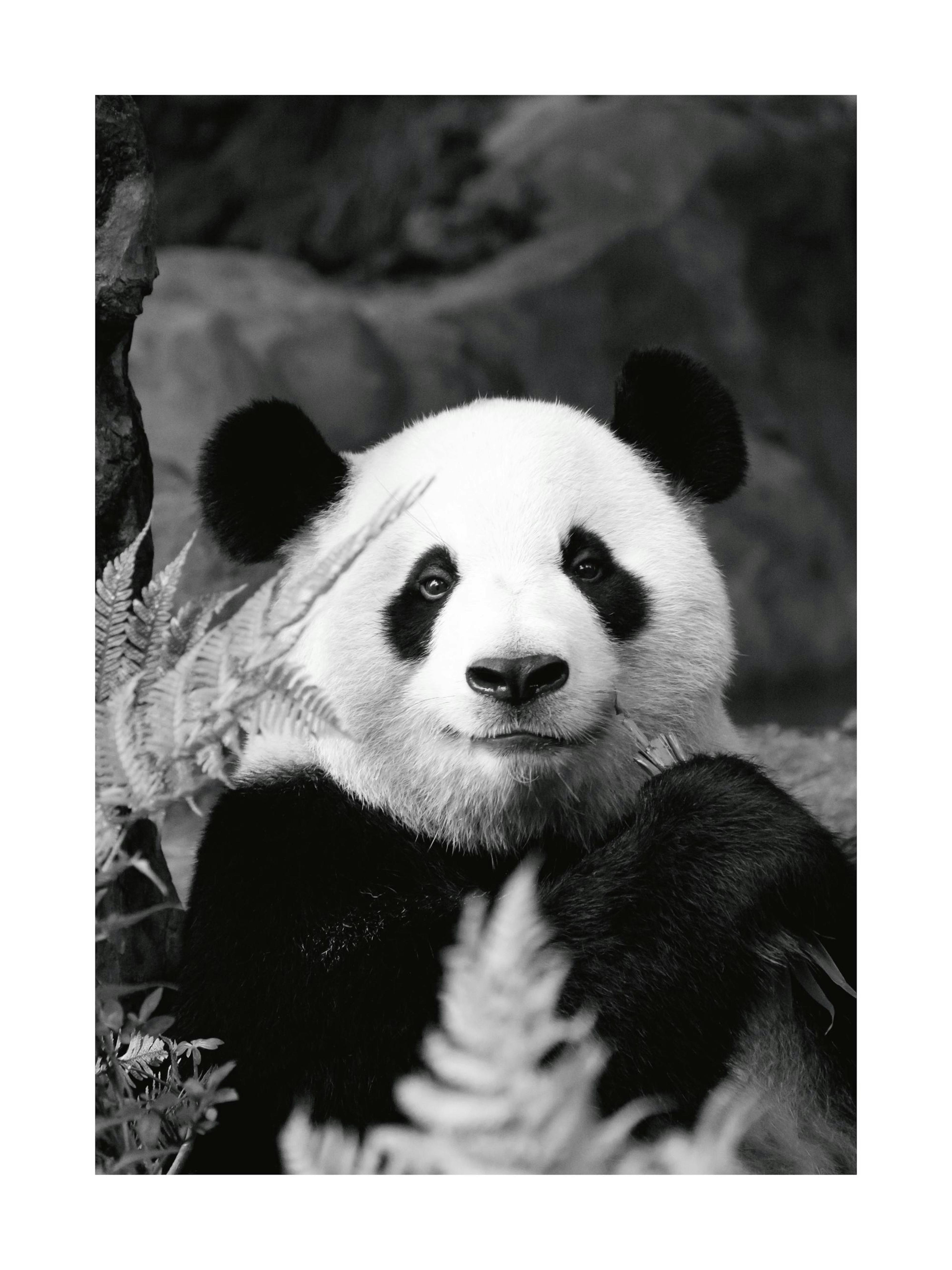 Schwarz-weißes Panda-Poster, das einen sitzenden Panda mit Bambus in den Pfoten zeigt, umgeben von Farnen.