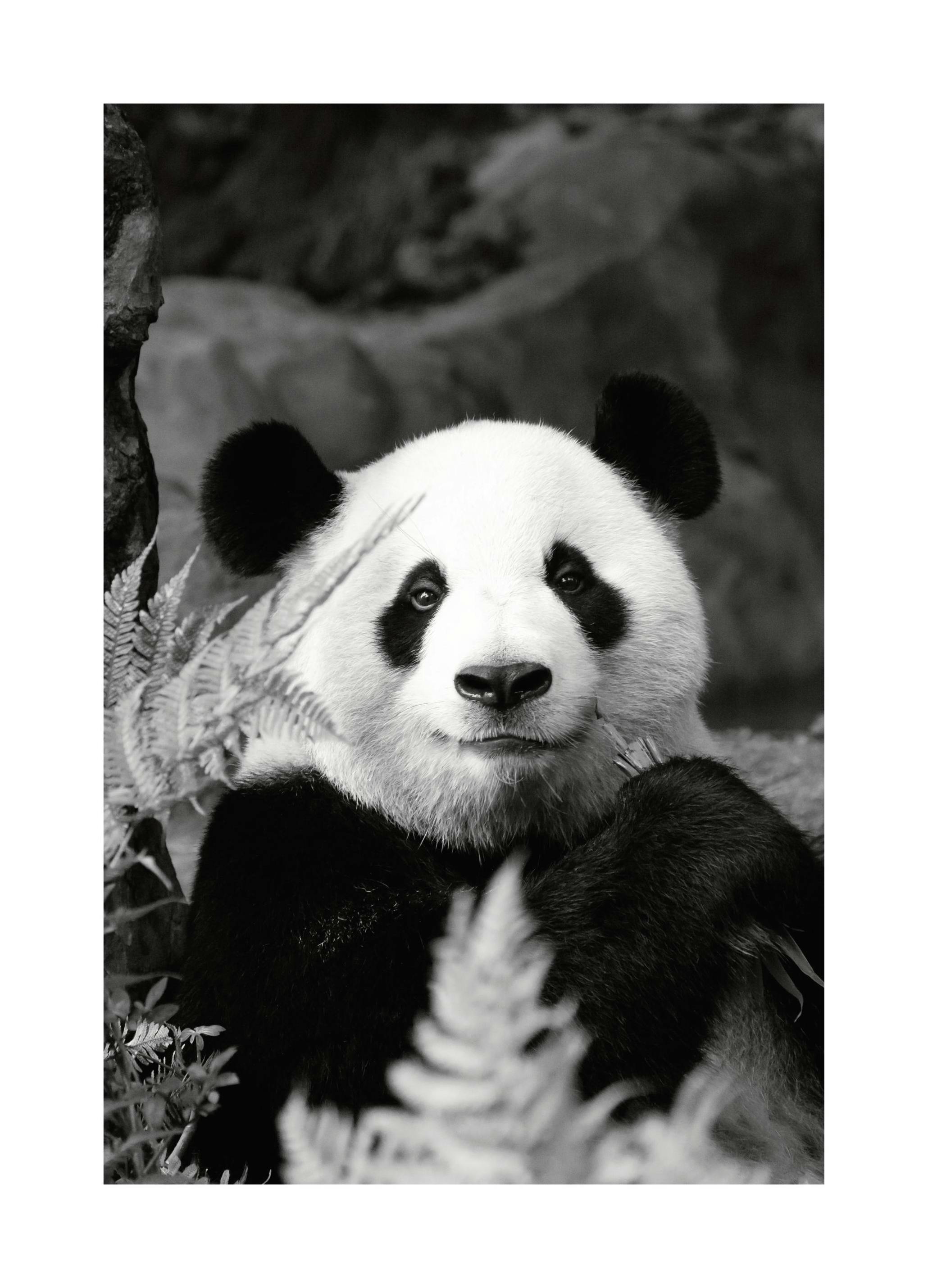 Prints - Giant Panda Print (50x70 cm) - Animal art prints