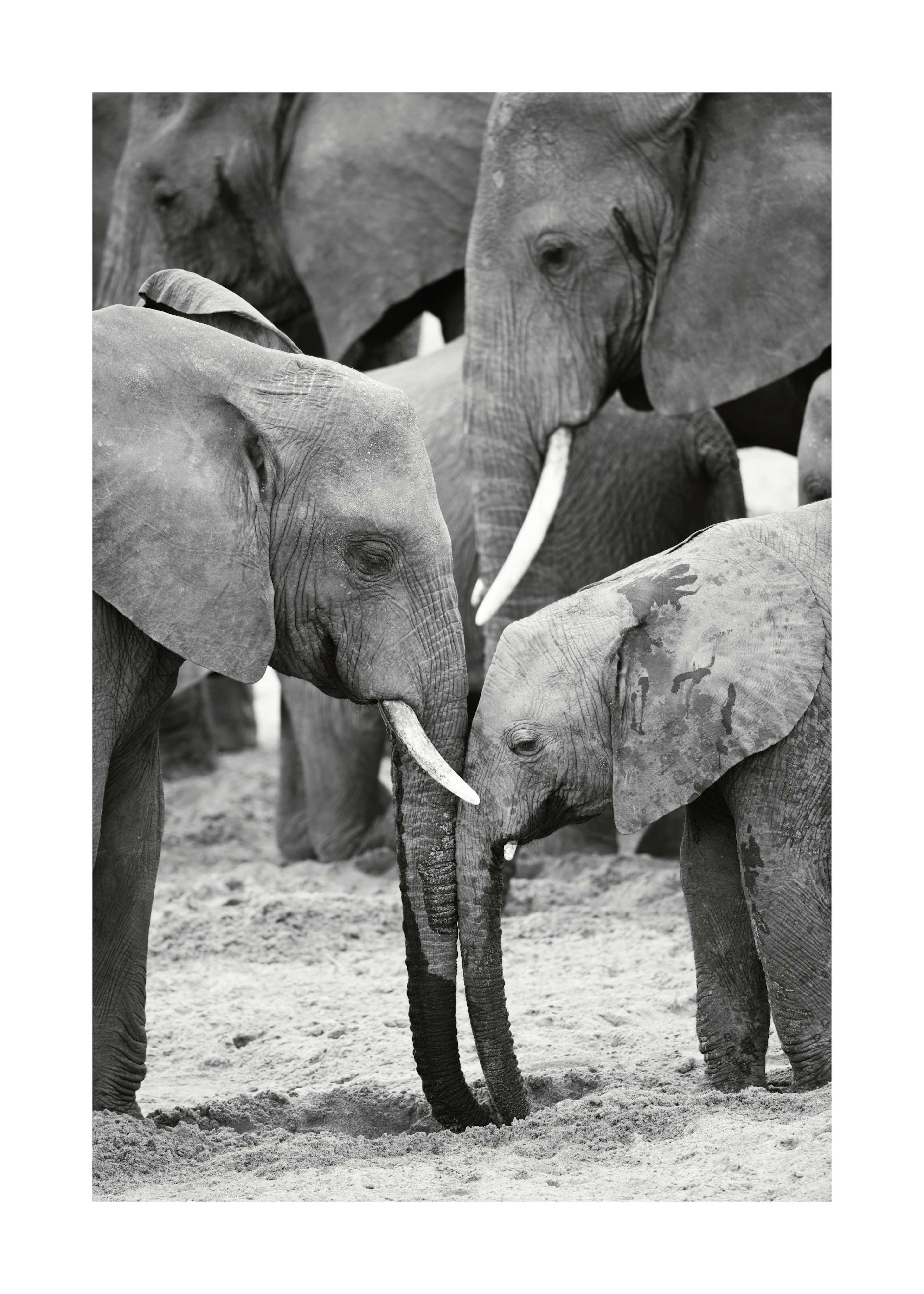 Caring Elephants Plakat 0