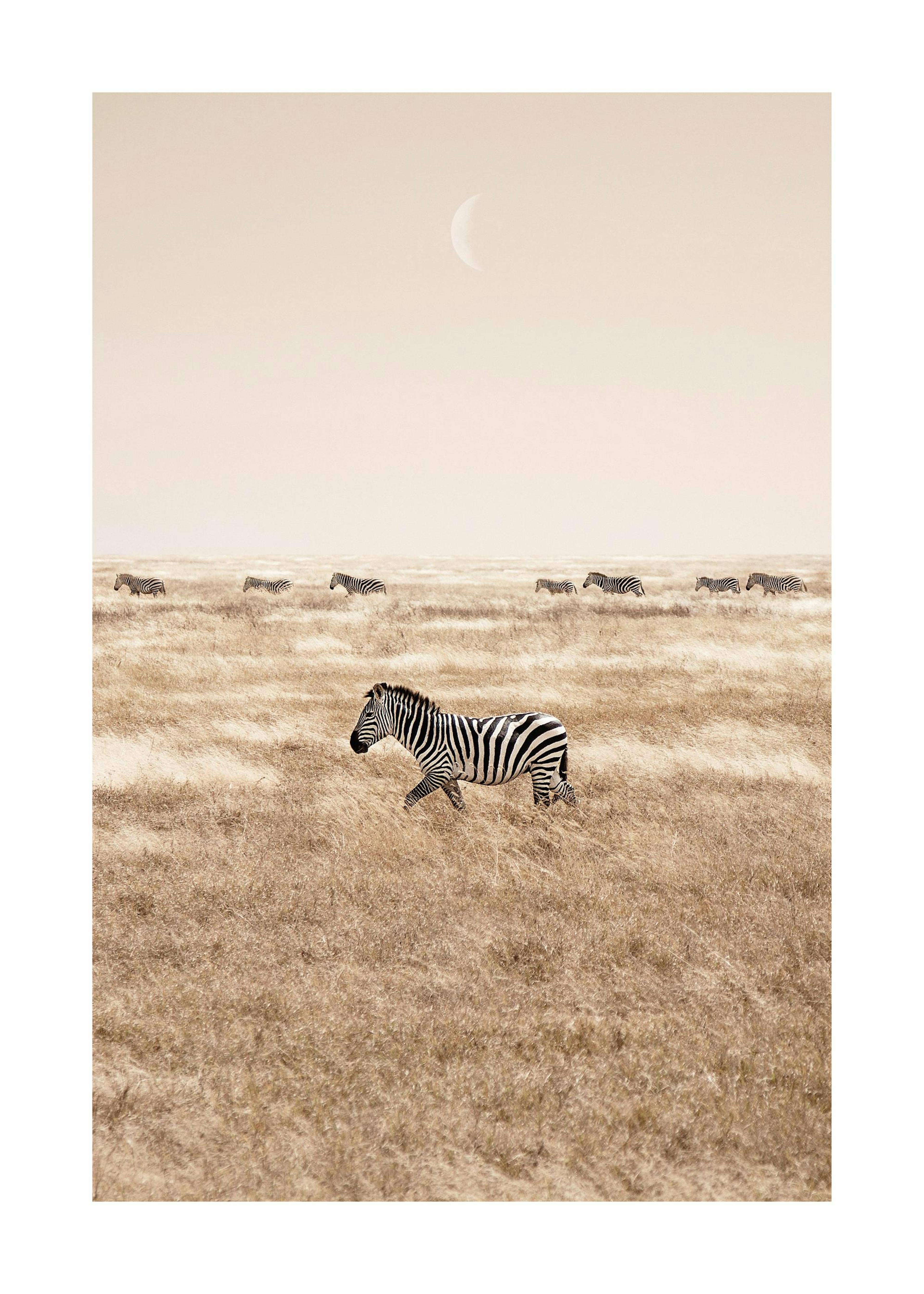 Zebras on the Savannah Poster 0