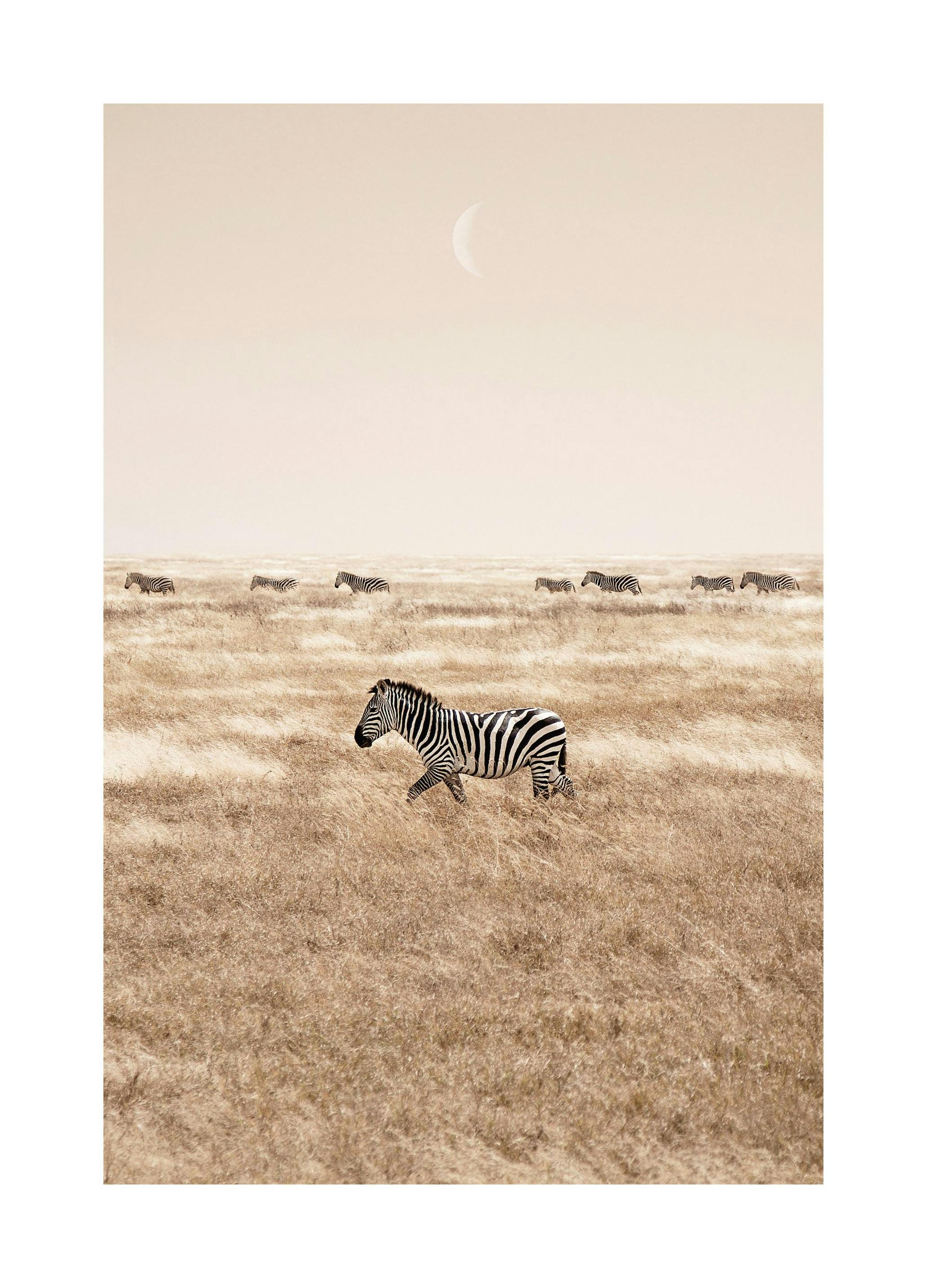 Prints - Zebras on the Savannah Print (50x70 cm) - Animal art prints