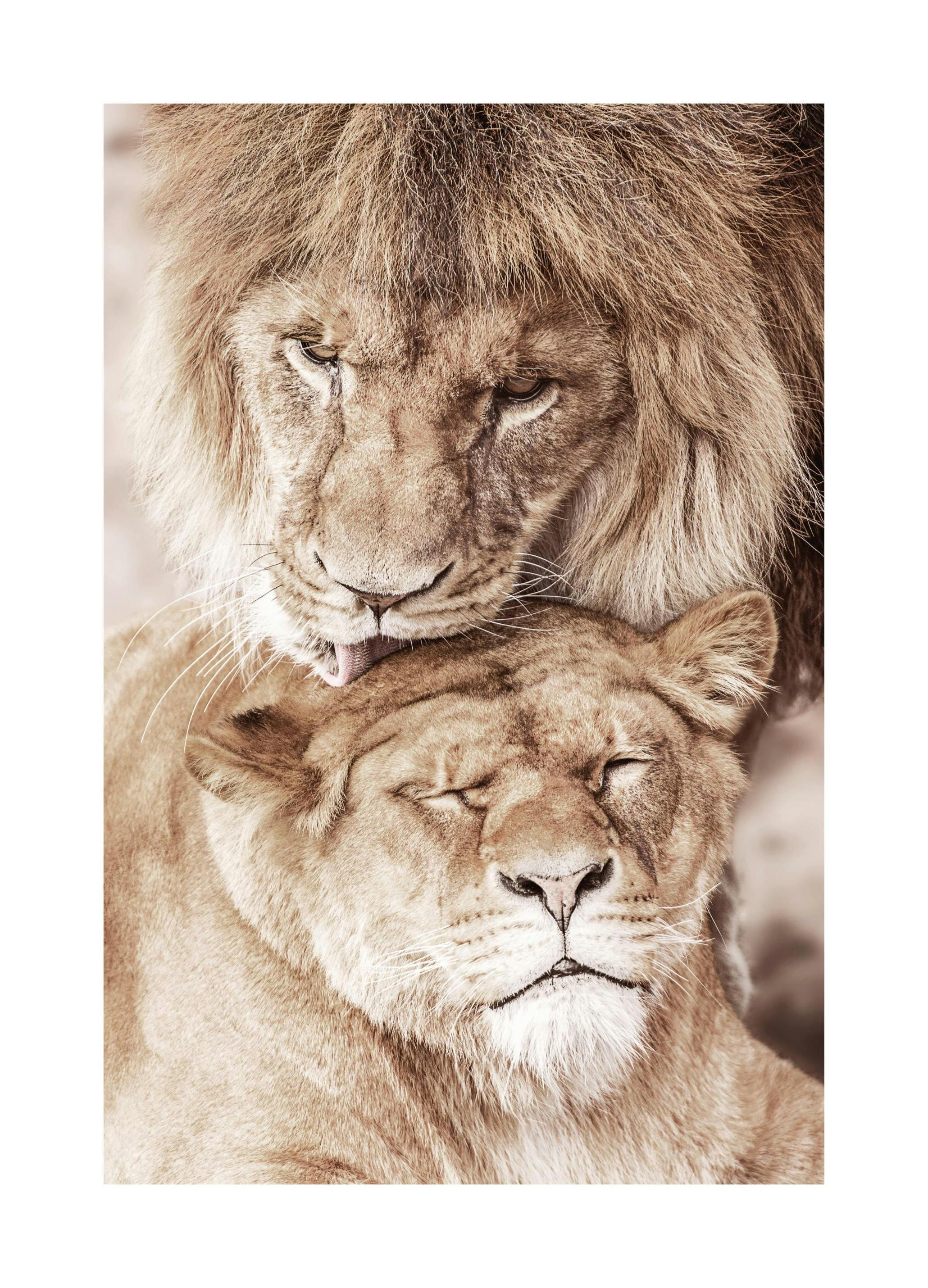 Lion Love Plakat (30x40 cm)- Plakaty ze zwierzętami
