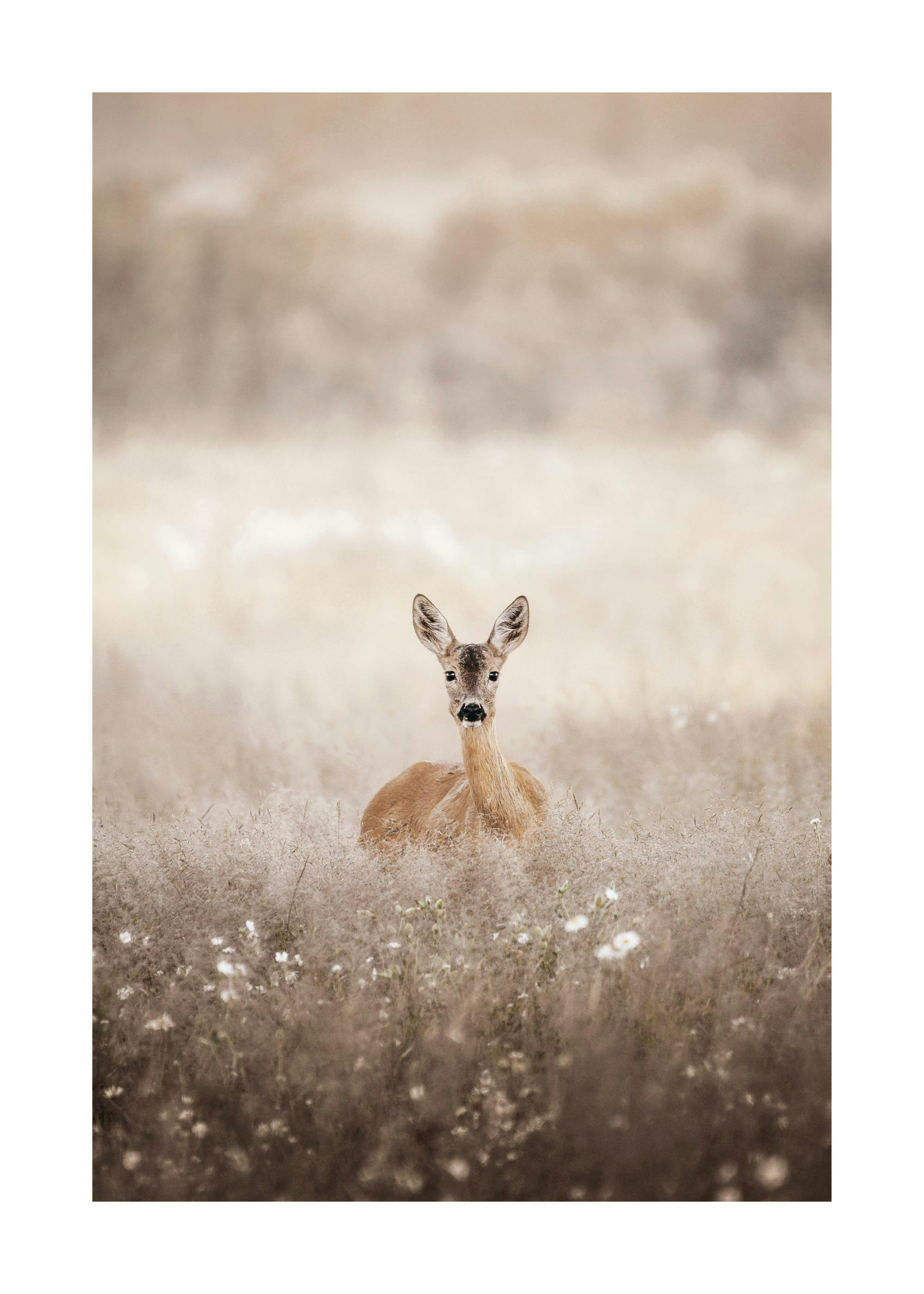 Reh auf einem Feld, das auf dem Poster abgebildet ist, mit Beige- und Brauntönen. Tierbild mit Wildtier.
