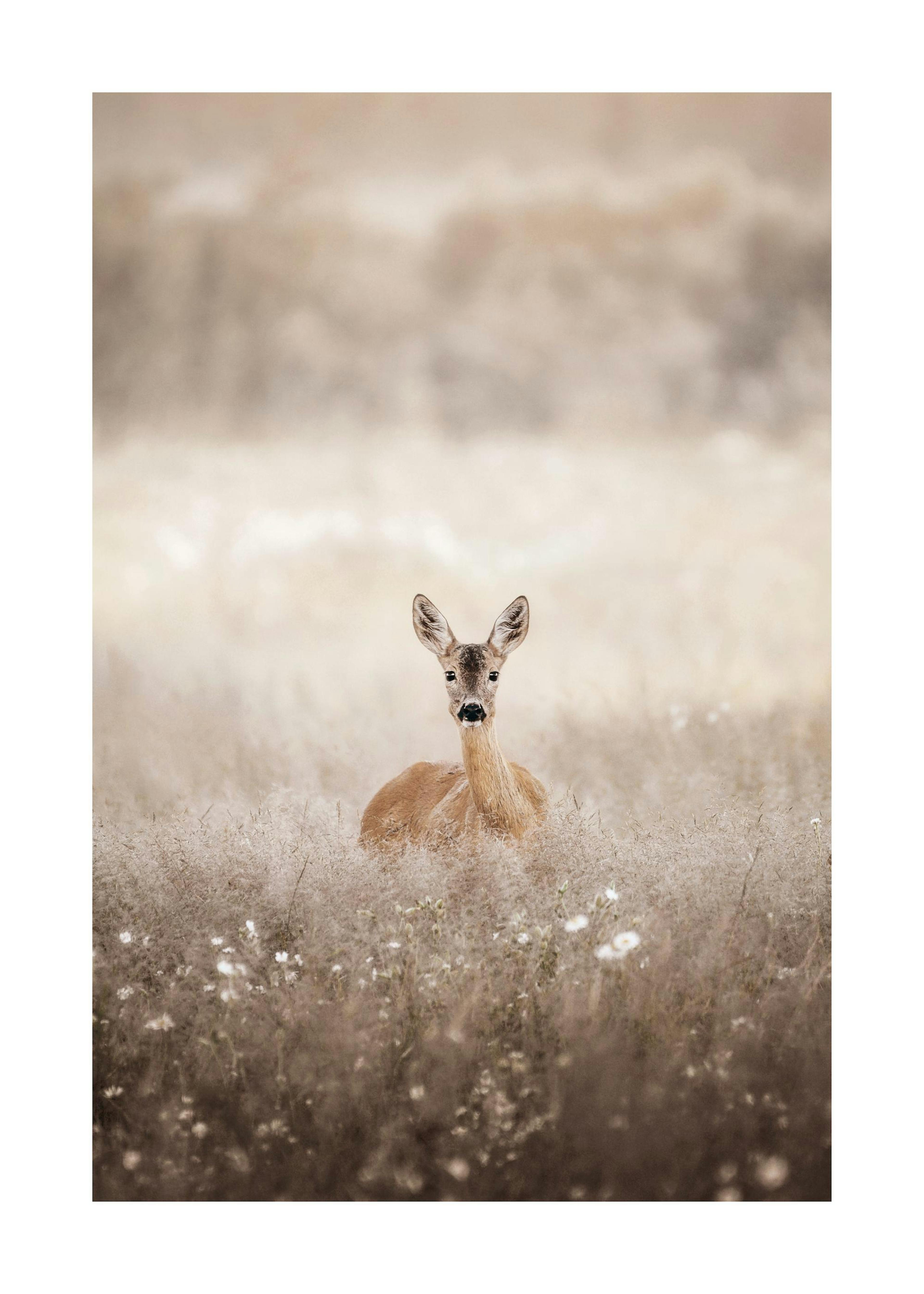 Roe Deer on a Field Plakat 0