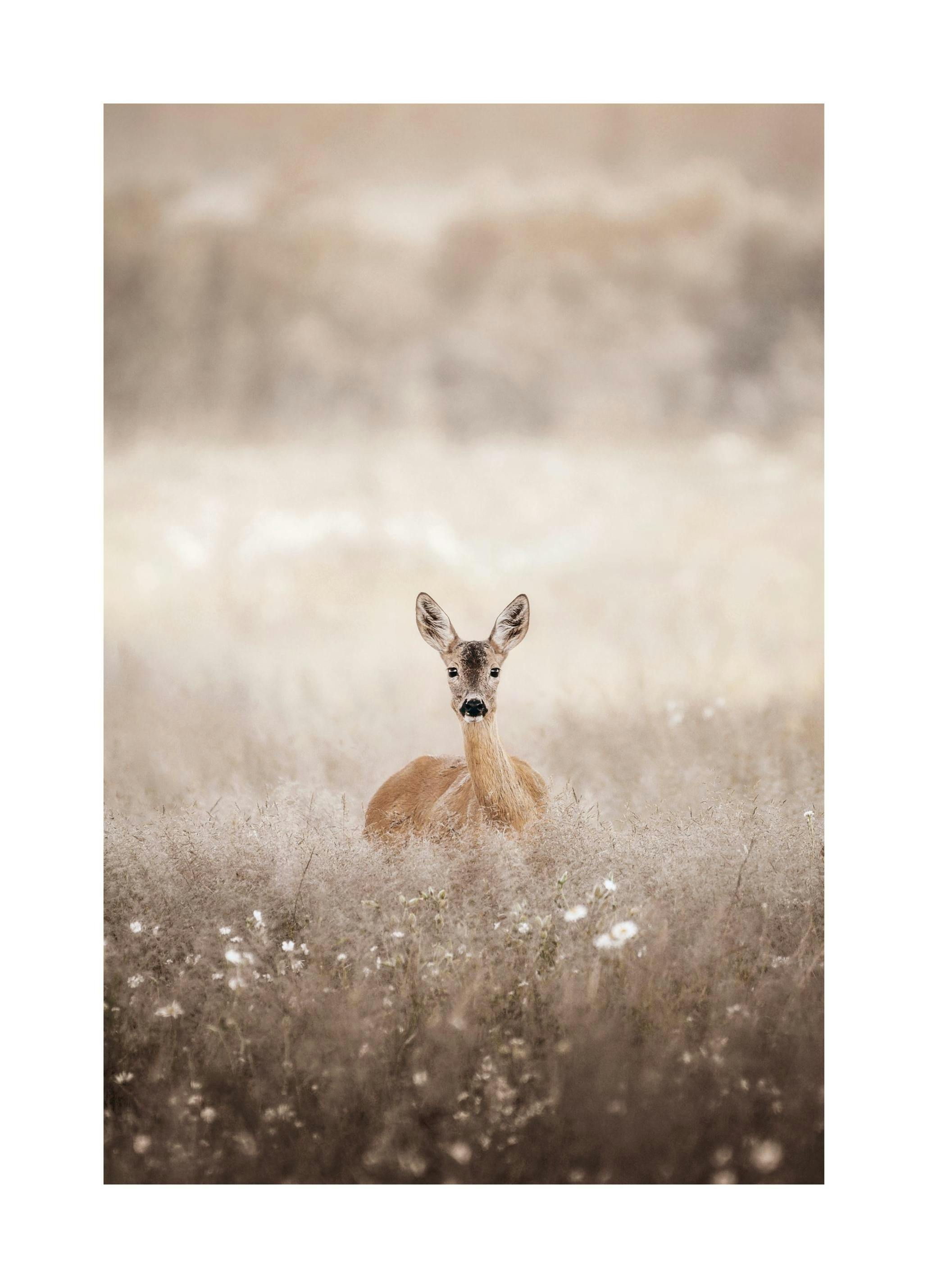 Prints - Roe Deer on a Field Print (30x40 cm) - Animal art prints