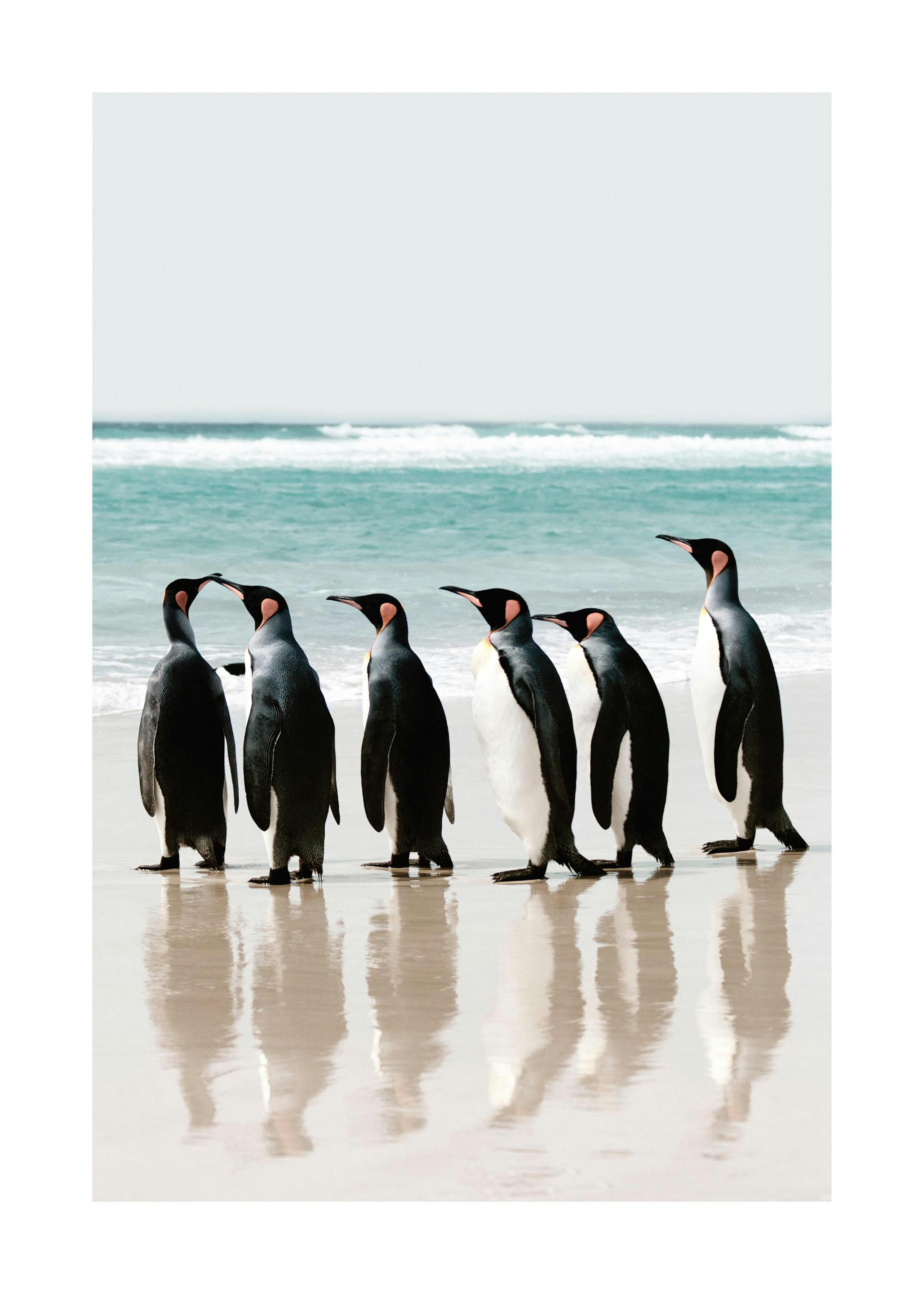 Lined up Penguins Plakat 0
