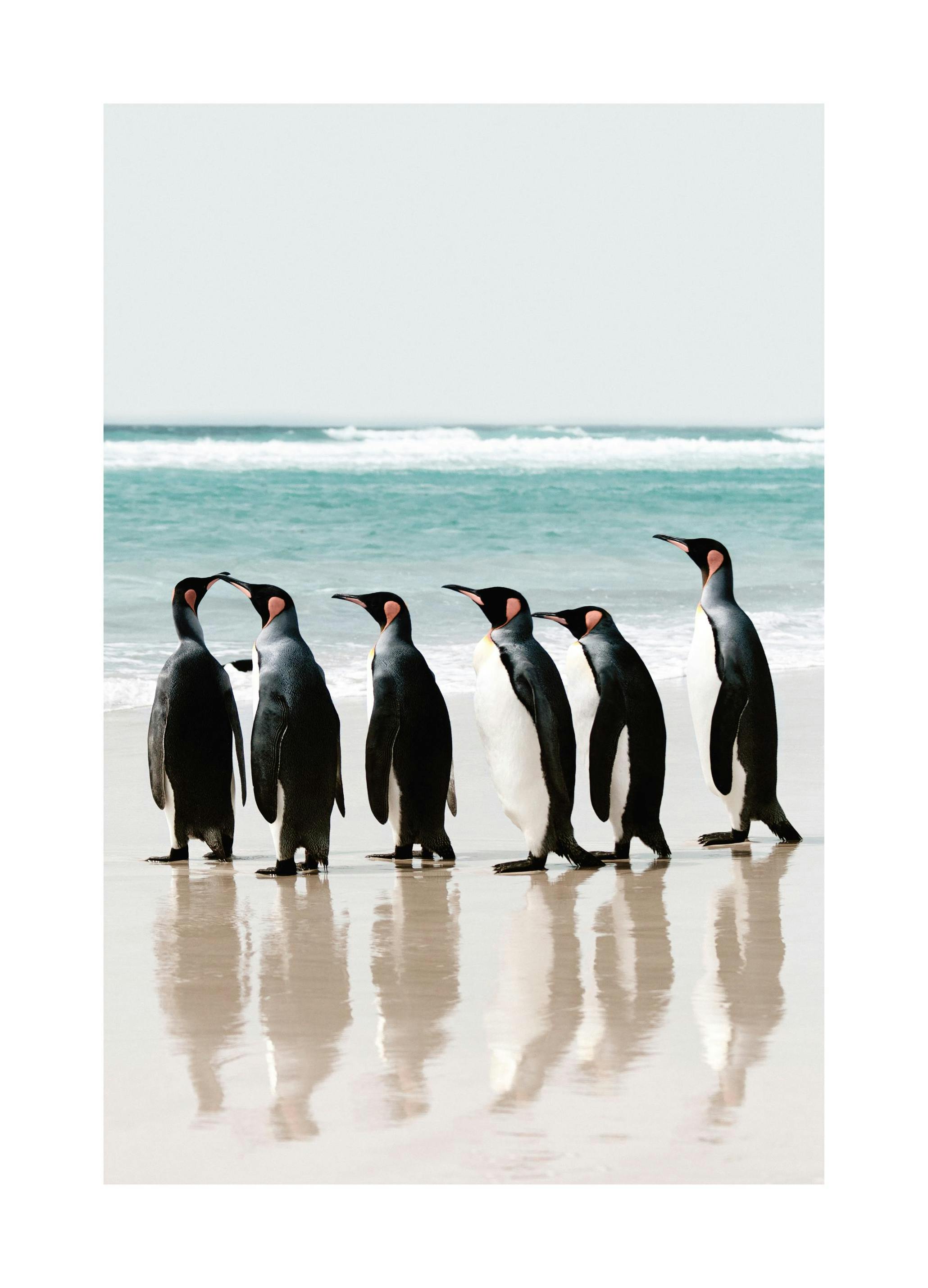 Lined up Penguins Poster (50x70 cm)