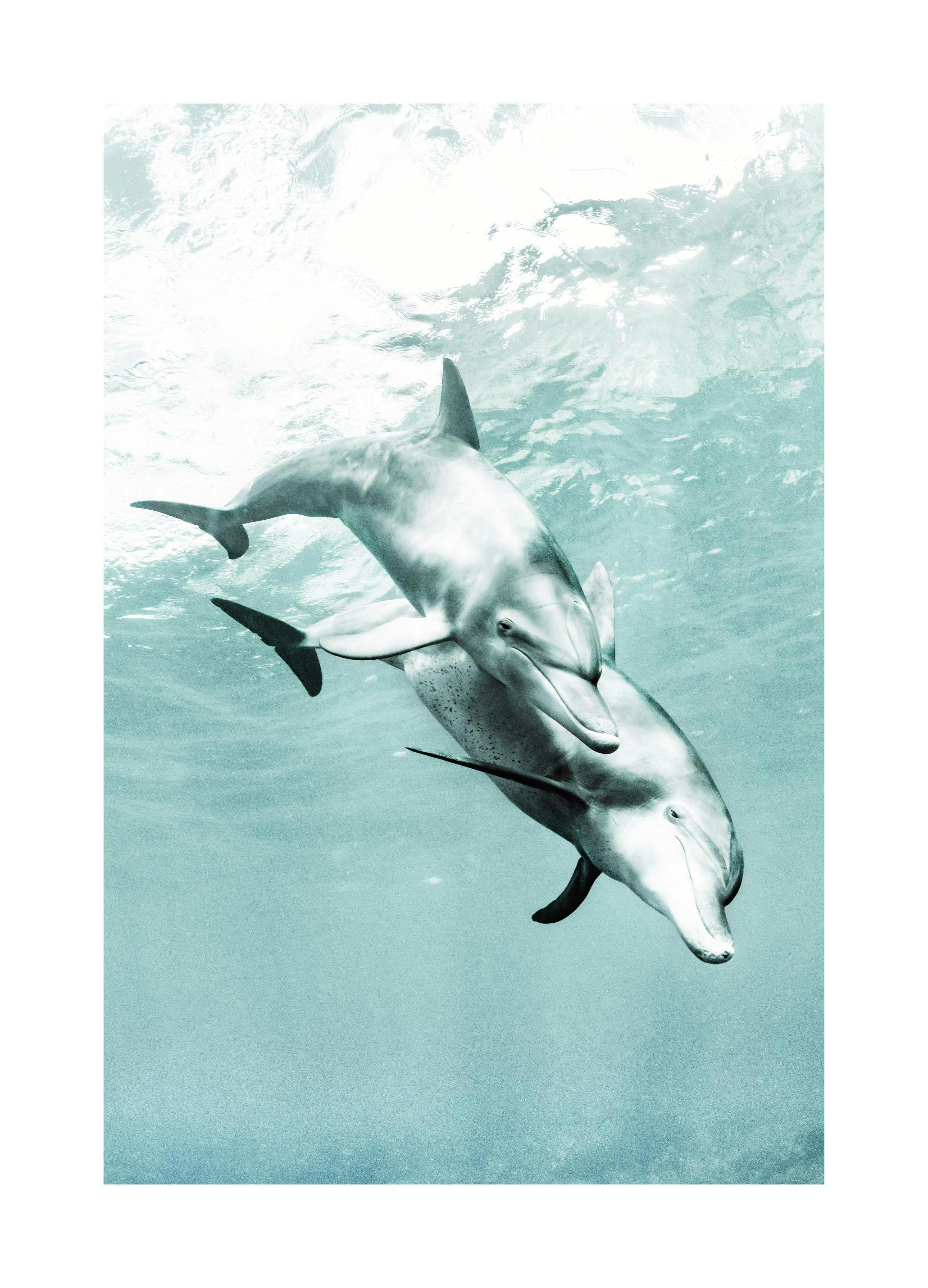 Two Dolphins Print (30x40 cm)
