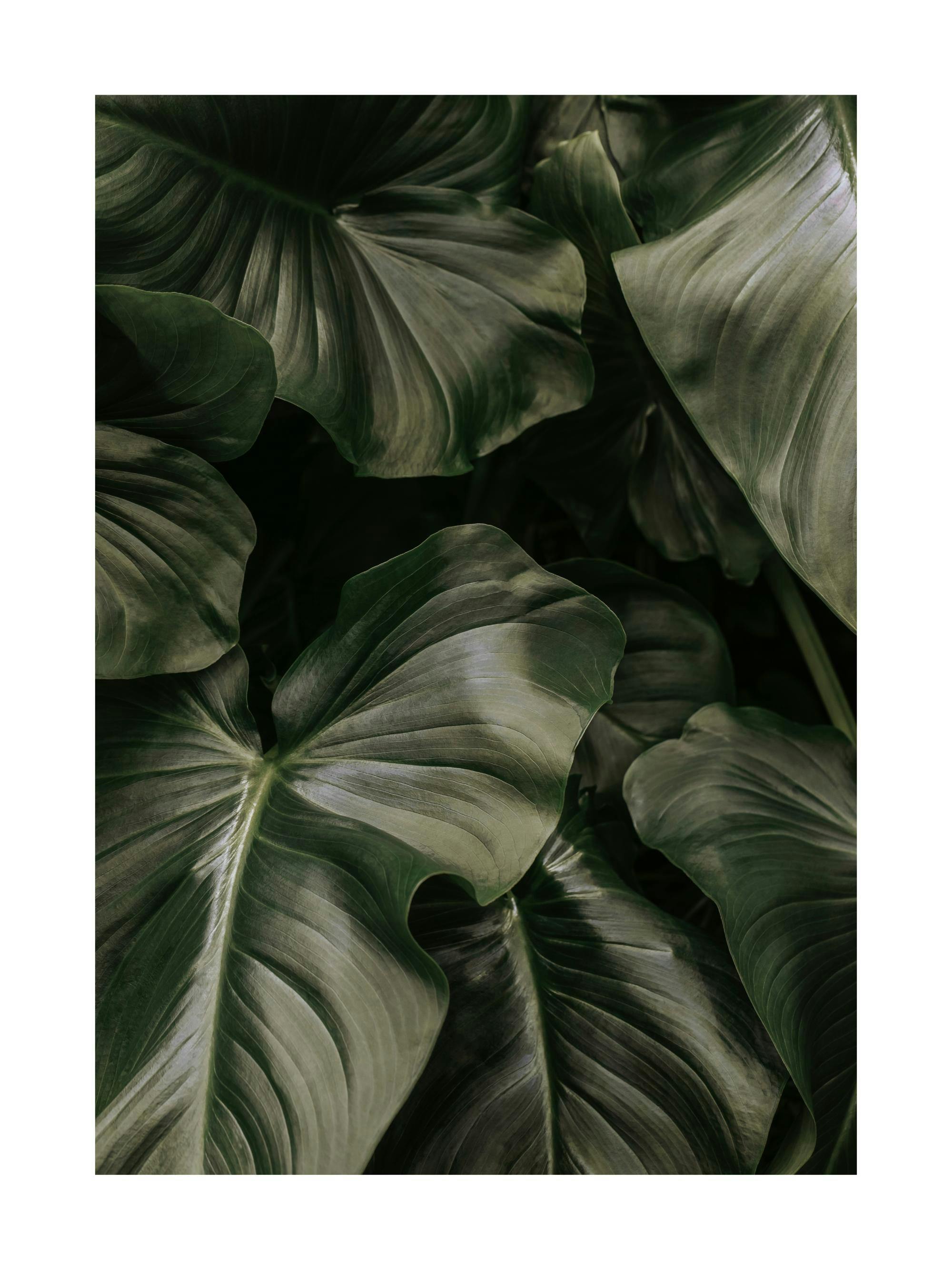 Deep green plant leaves poster print with dark ambient tones