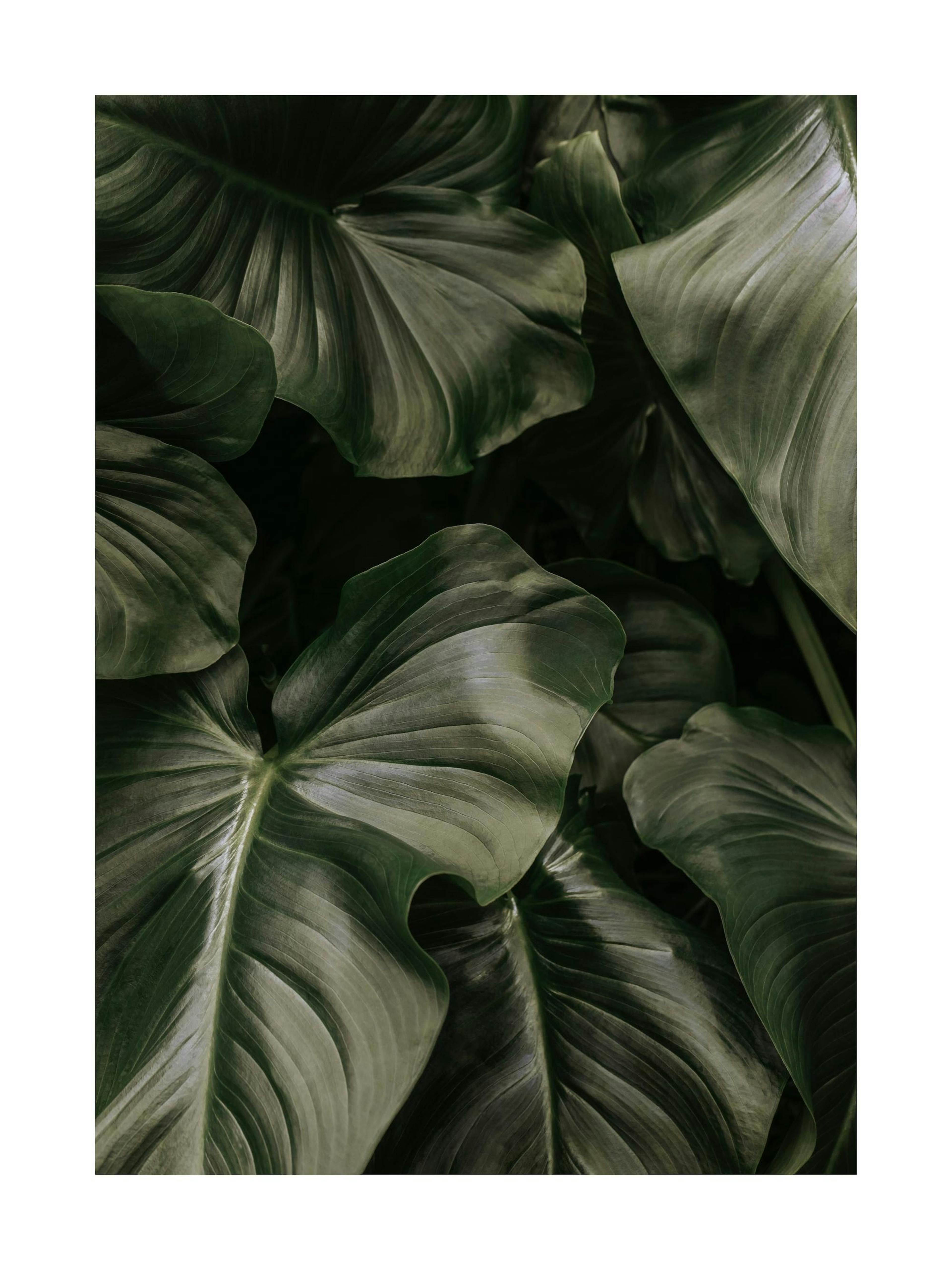 A print of lush dark green tropical leaves, displayed above a wooden console table with a white sculpture and books.