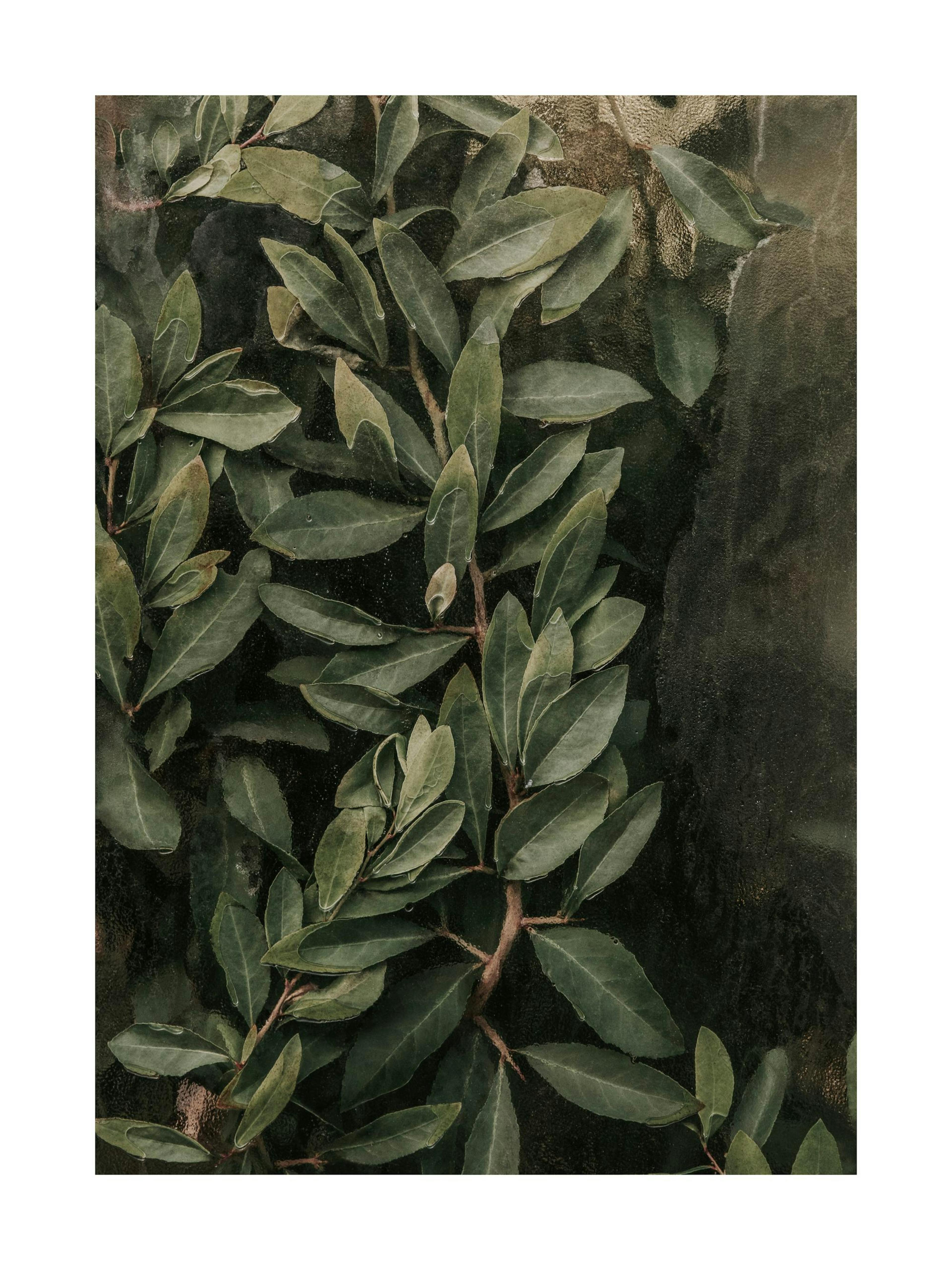 Póster de vegetación botánica con hojas verde oscuro y ramas delicadas, estilo abstracto texturizado.