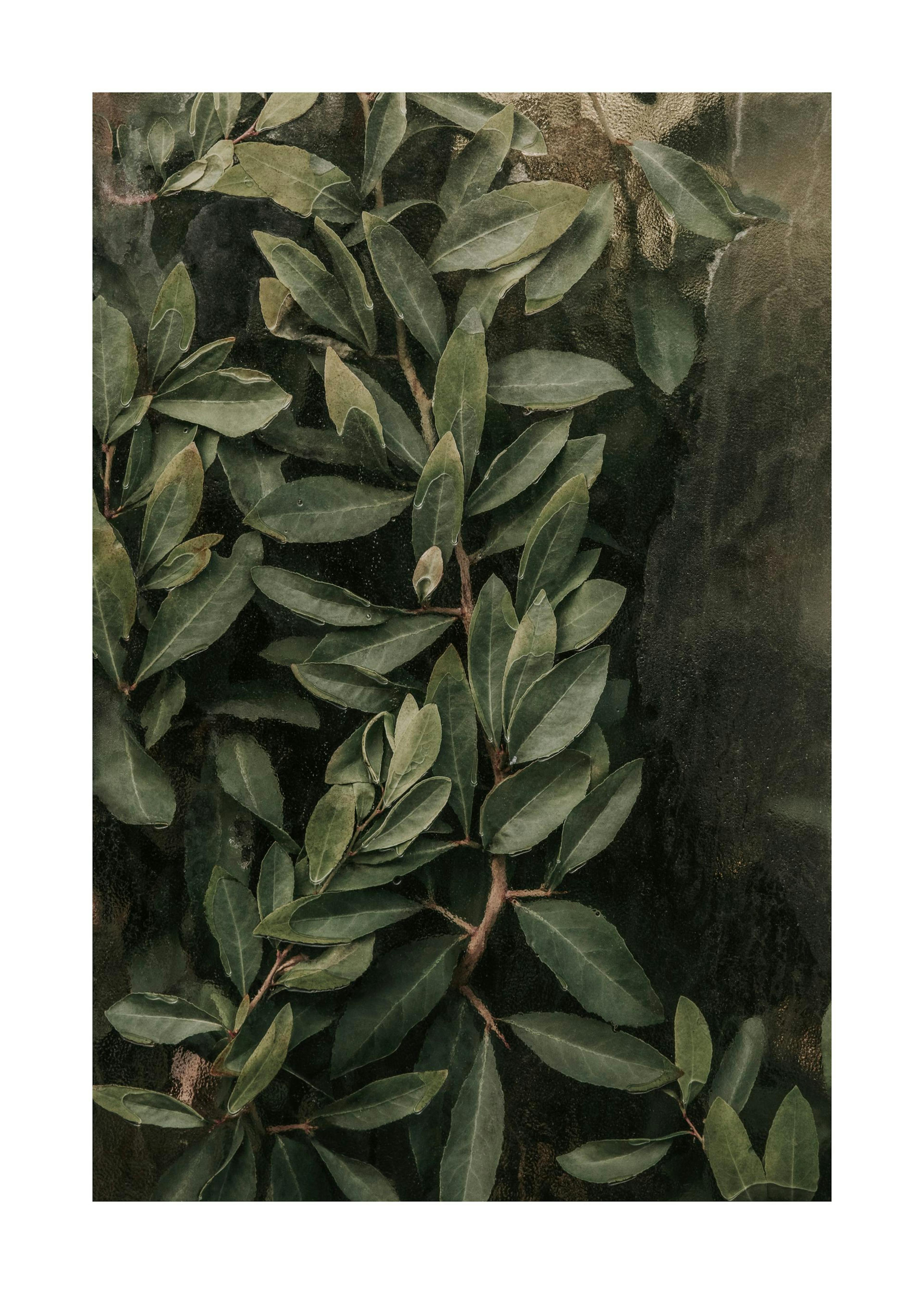 Greenery Behind Glass Plakat 0