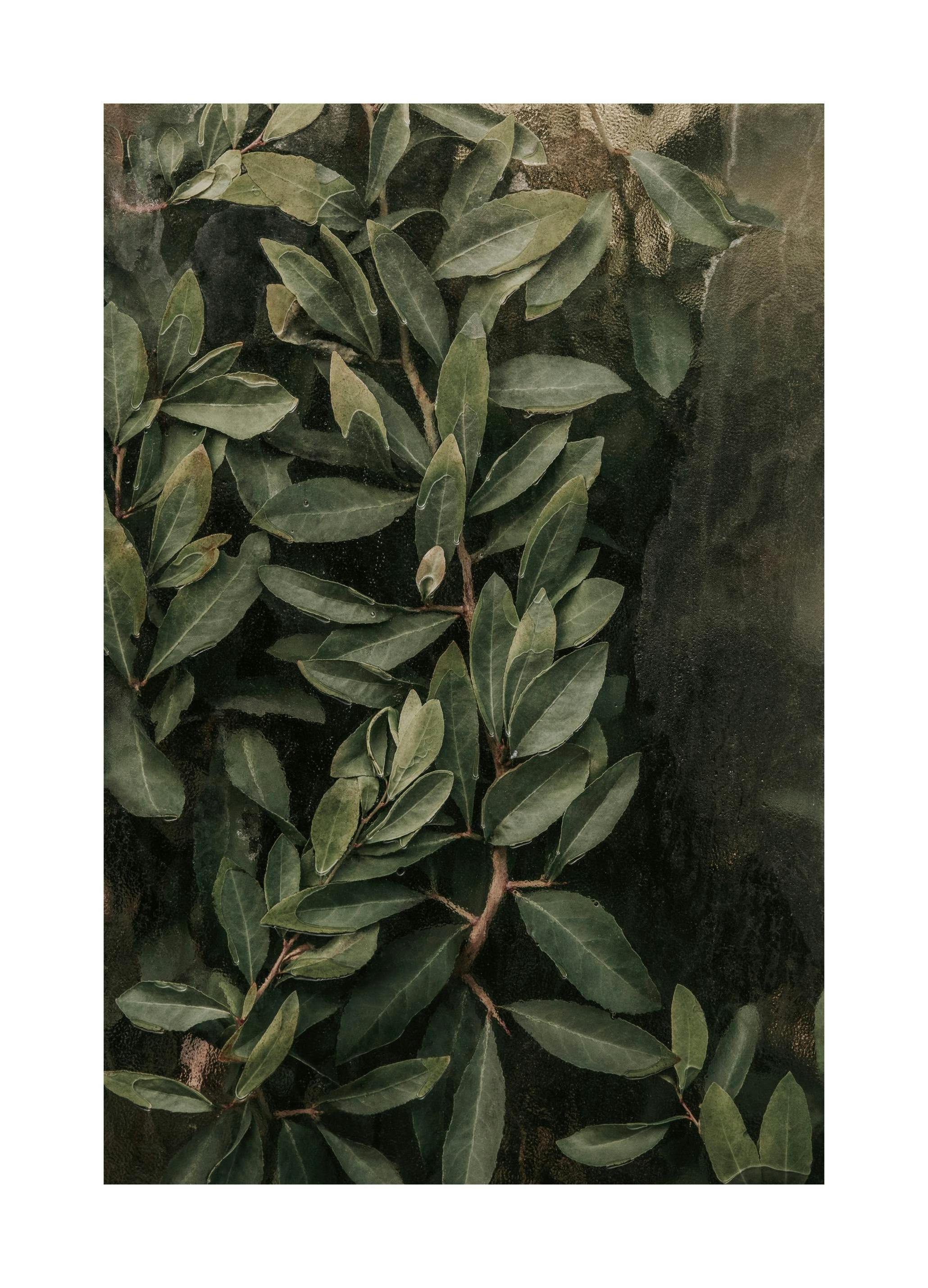 Greenery Behind Glass Poster (50x70 cm) -  Poster mit Pflanzenmotiven