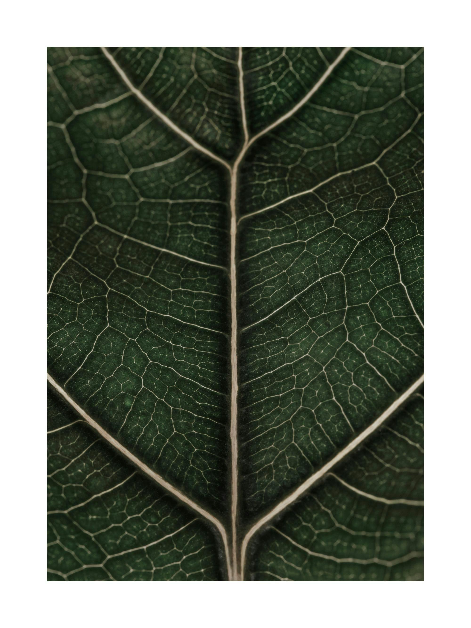 Fragile Leaf Print poster, detailed close-up photography of a green leaf with visible veins, nature poster print