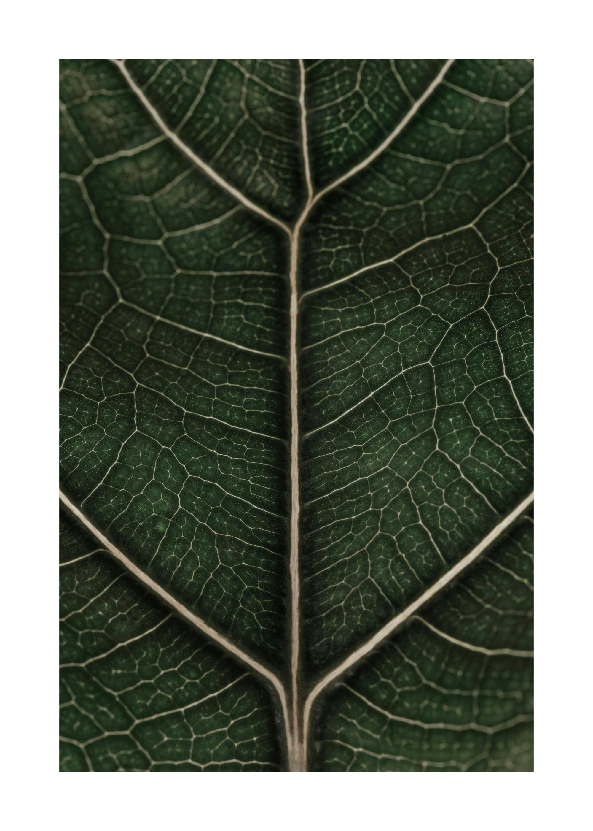 Affiche de photographie macro dune feuille verte aux nervures blanches détaillées, sur fond sombre naturel