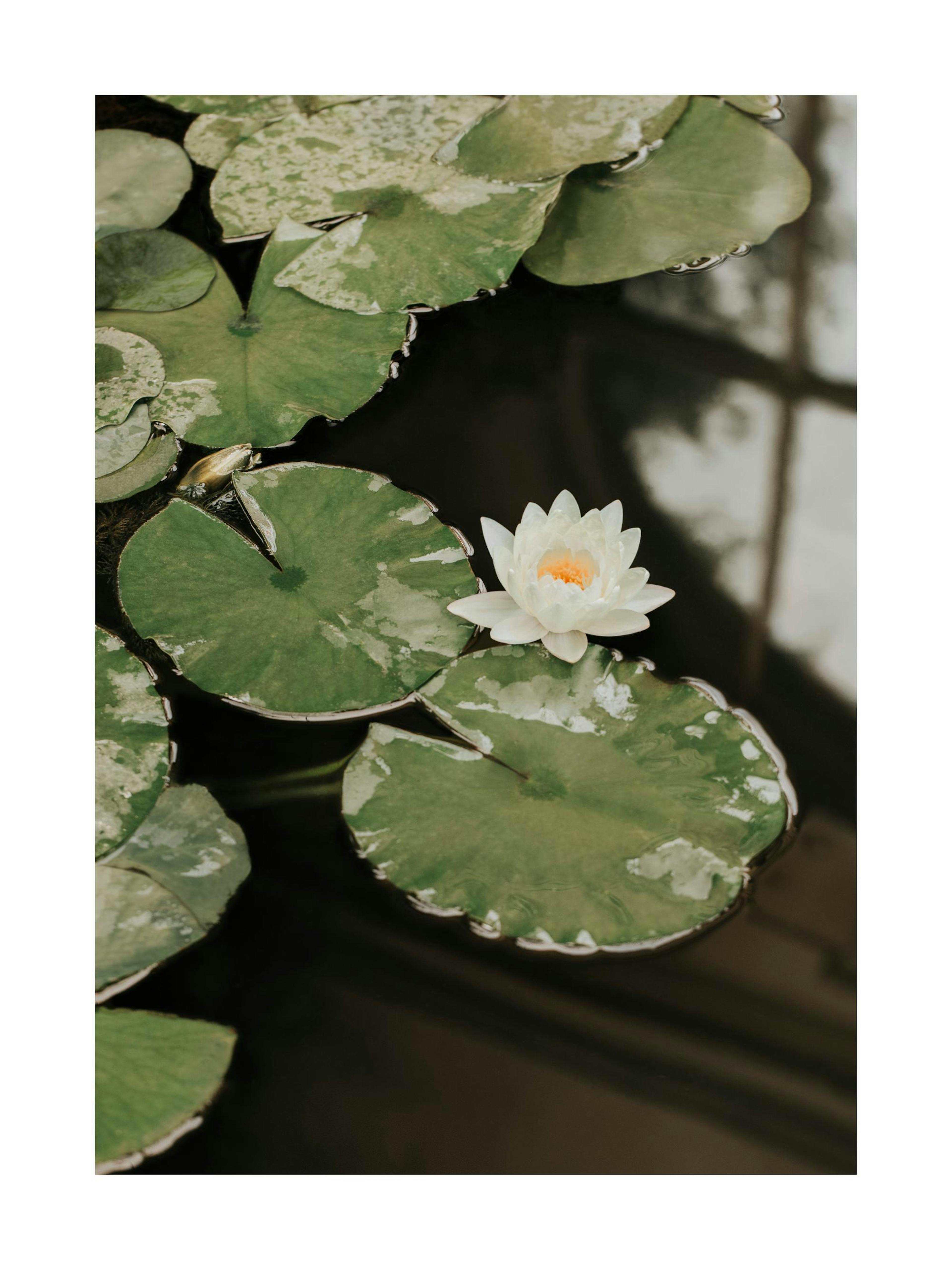 A photograph of a white water lily with an orange center floating on dark water, surrounded by large green lily pads.