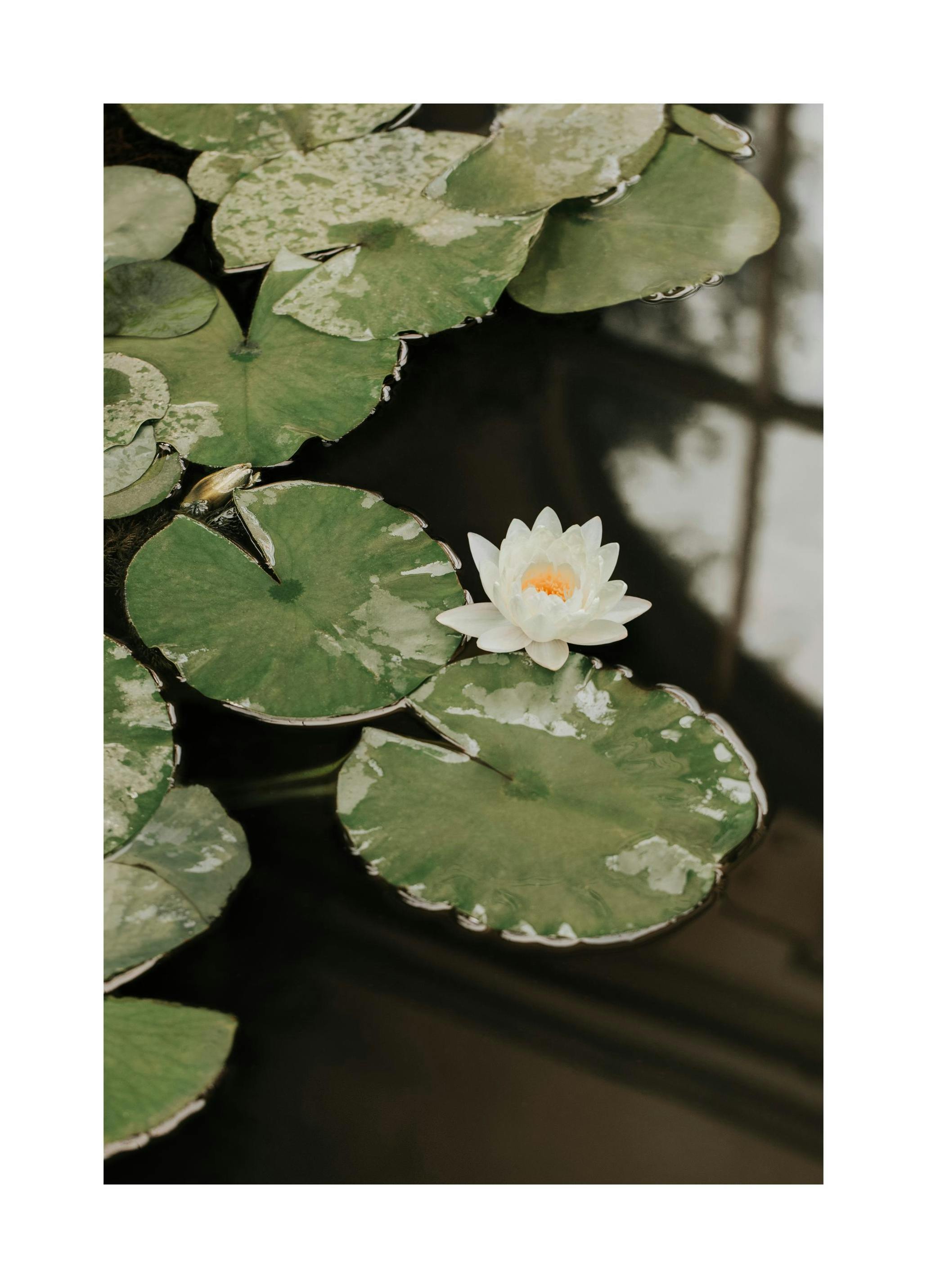 Water Lily Poster (50x70 cm)- Posters de plantas verdes