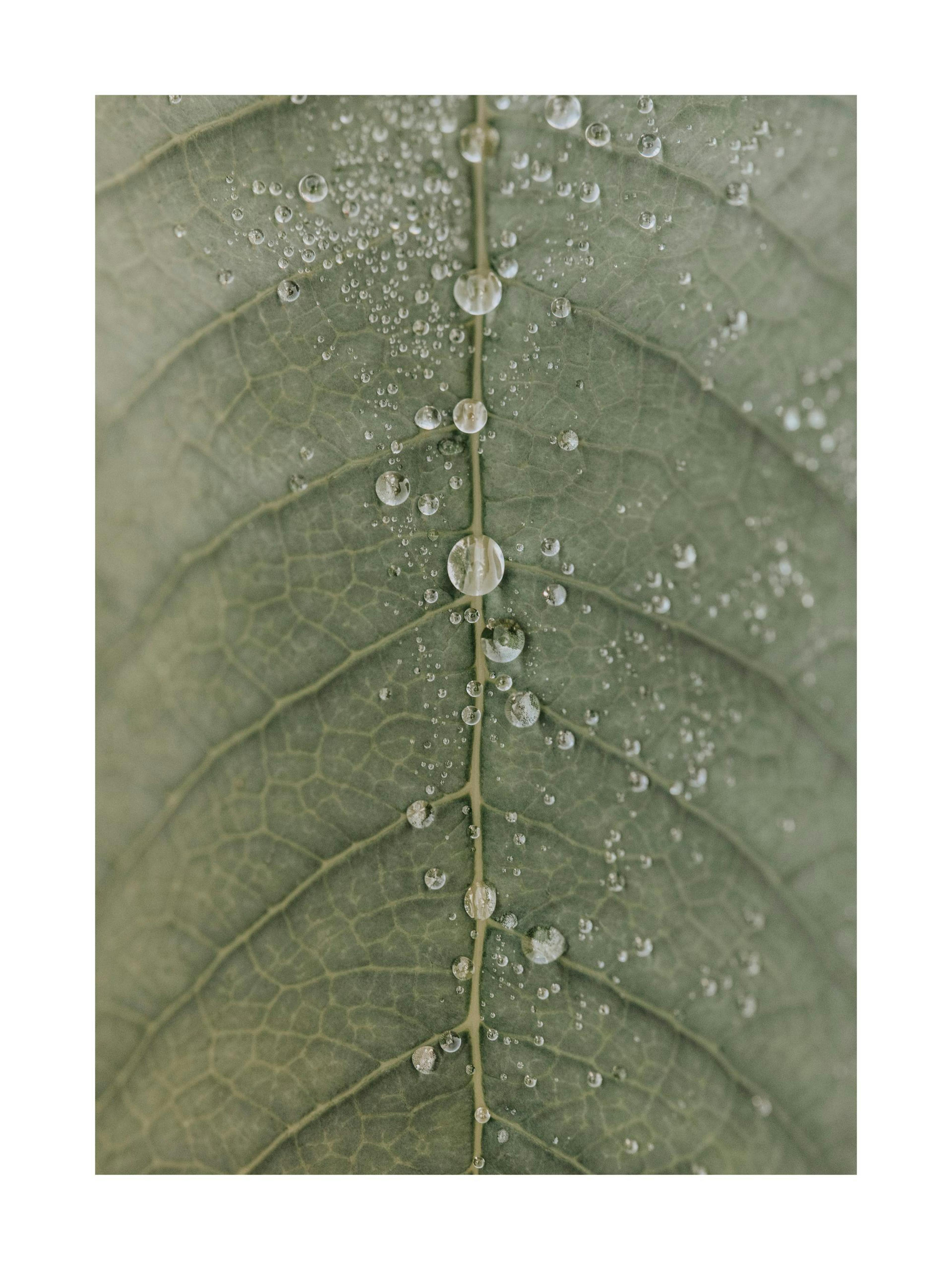 Póster de hoja verde con gotas de rocío, detalle botánico, naturaleza serena, tranquilidad, rocío matutino