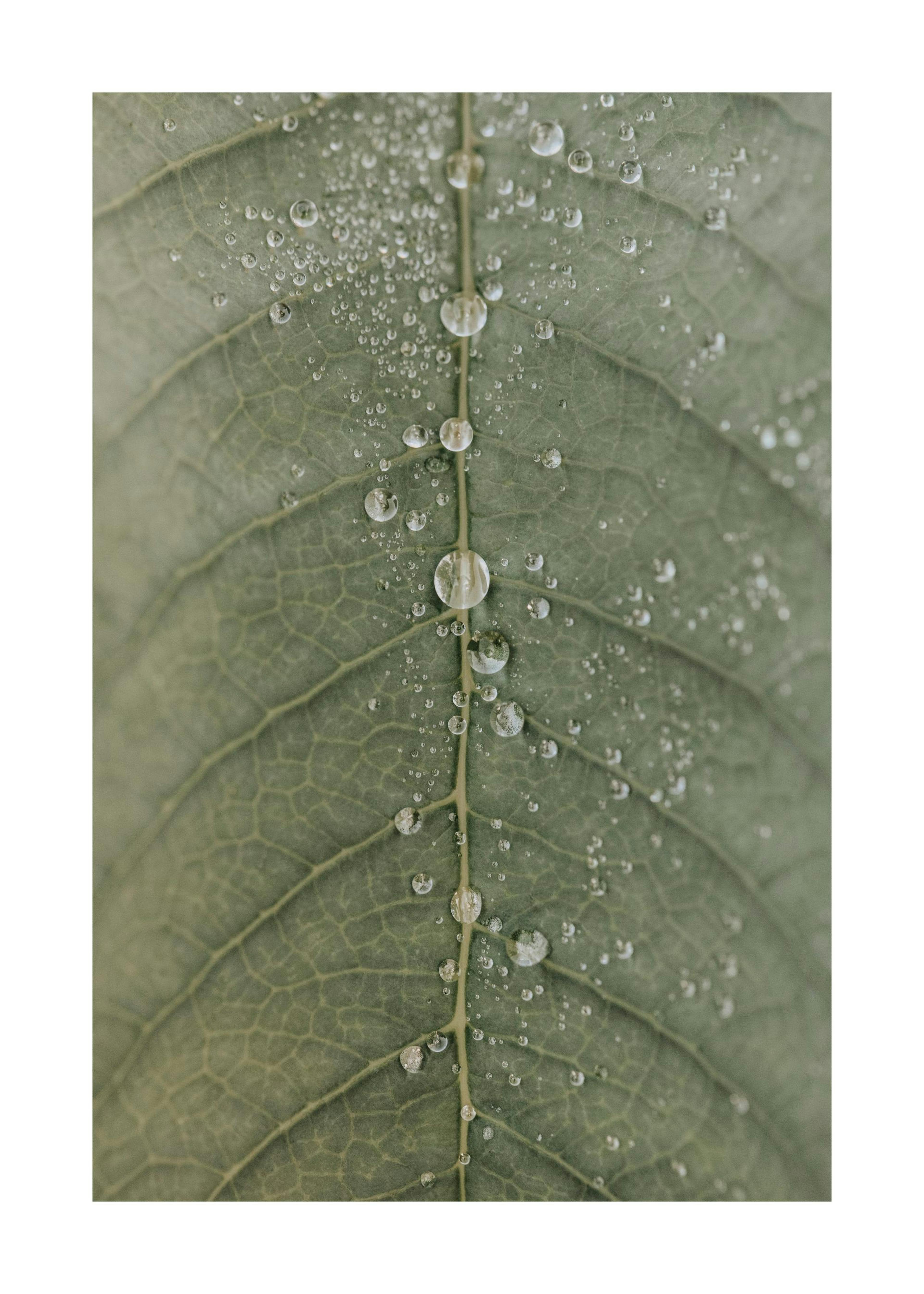 Dripping Leaf í¬ì¤í° 0