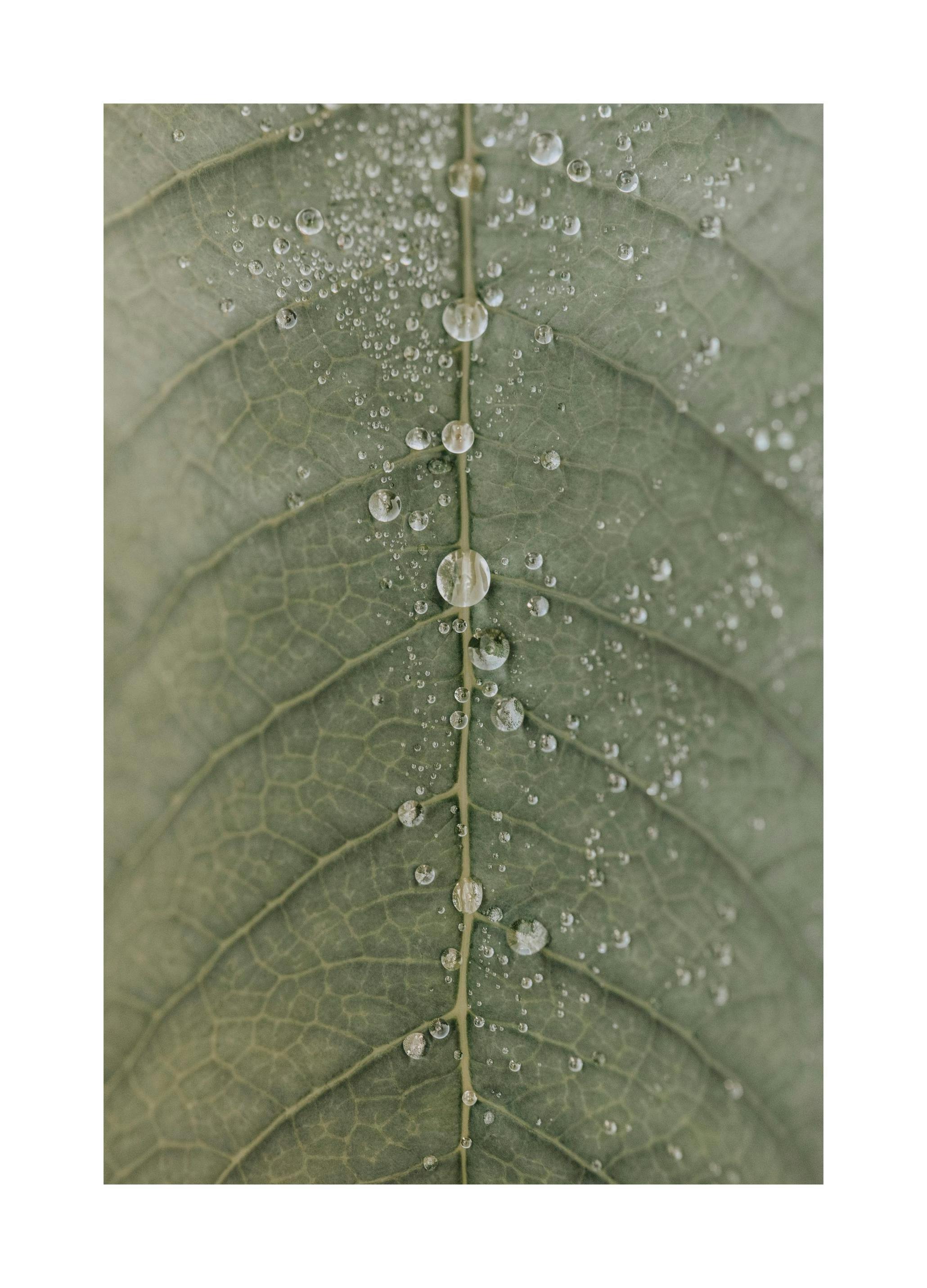 Prints - Dripping Leaf Print (21x30 cm) - Green plants posters