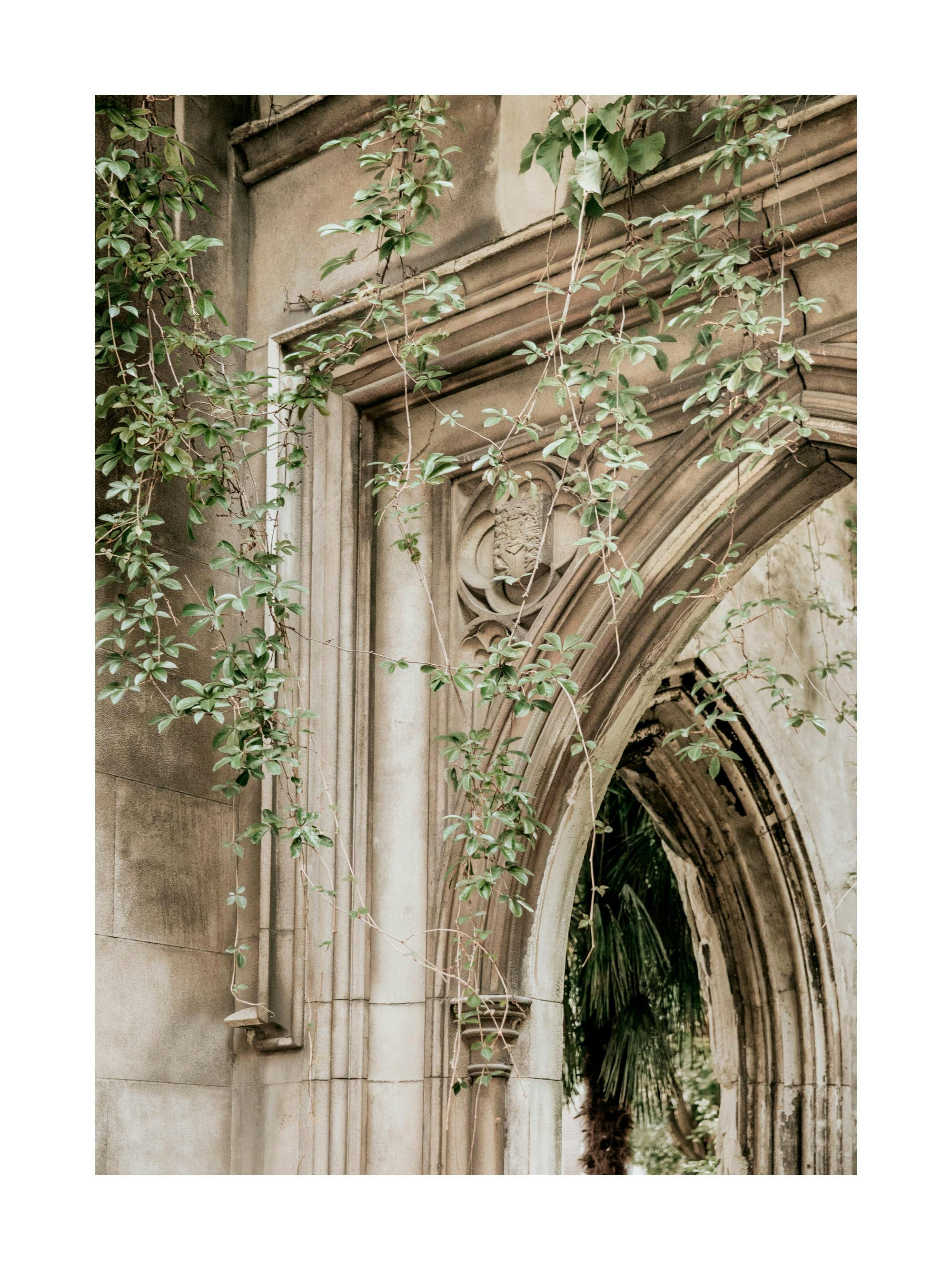 Rustic archways with hanging ivy in a renaissance building print, romantic poster.