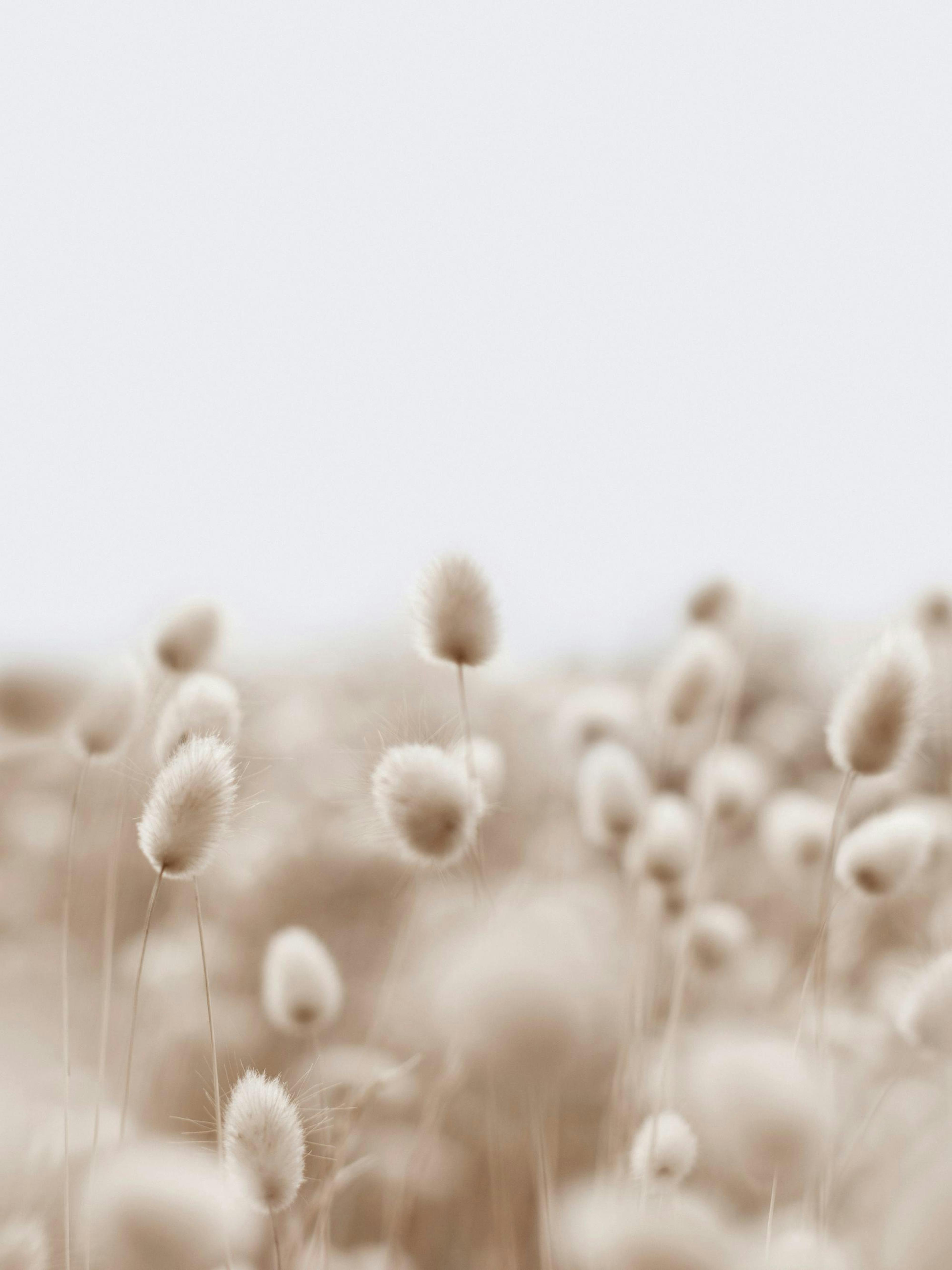 Soft beige fluffy grass stems in a field, a natural photography print