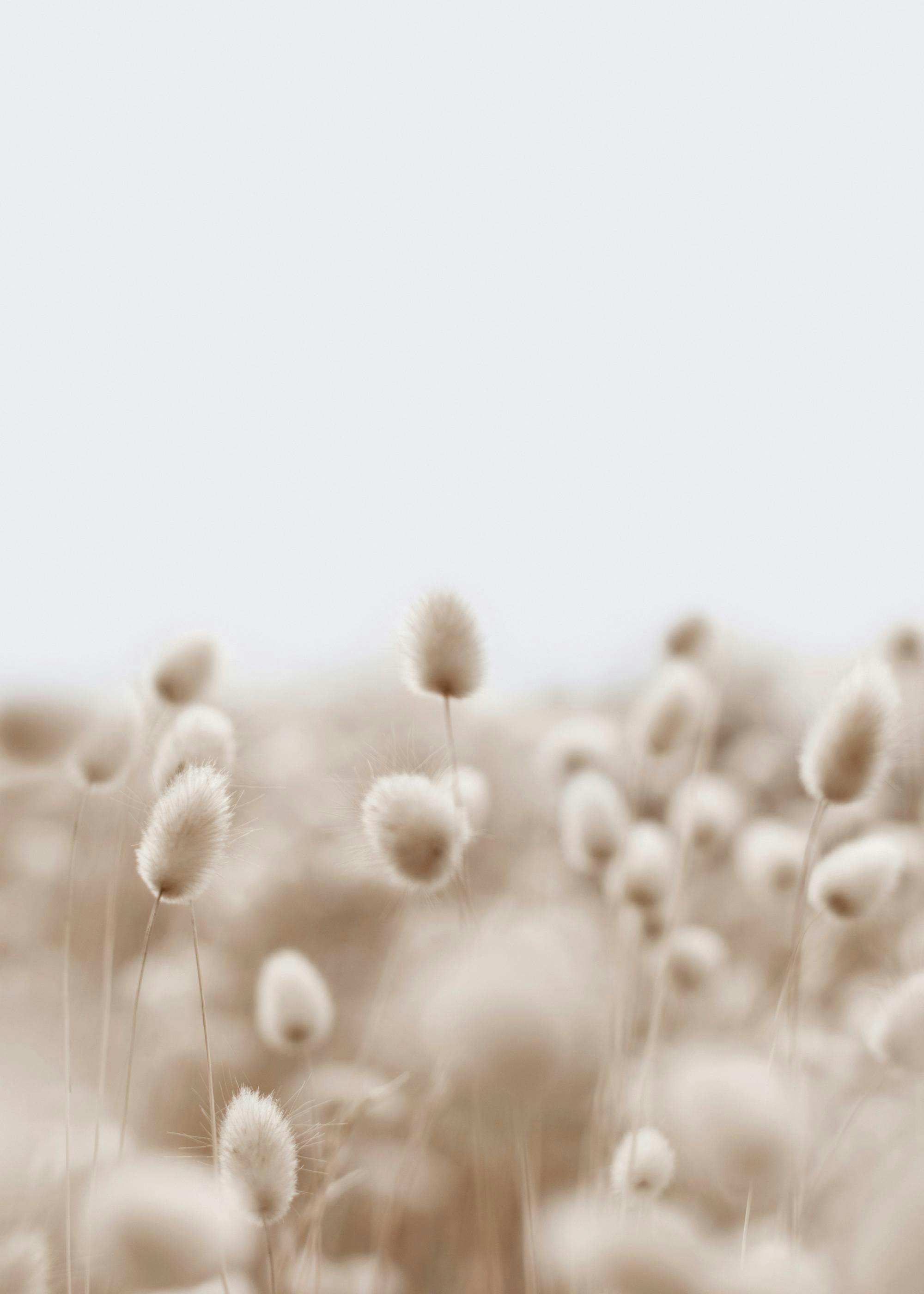 Affiche de photographie dherbe douce et duveteuse de couleur beige dans une prairie, avec un effet granuleux.