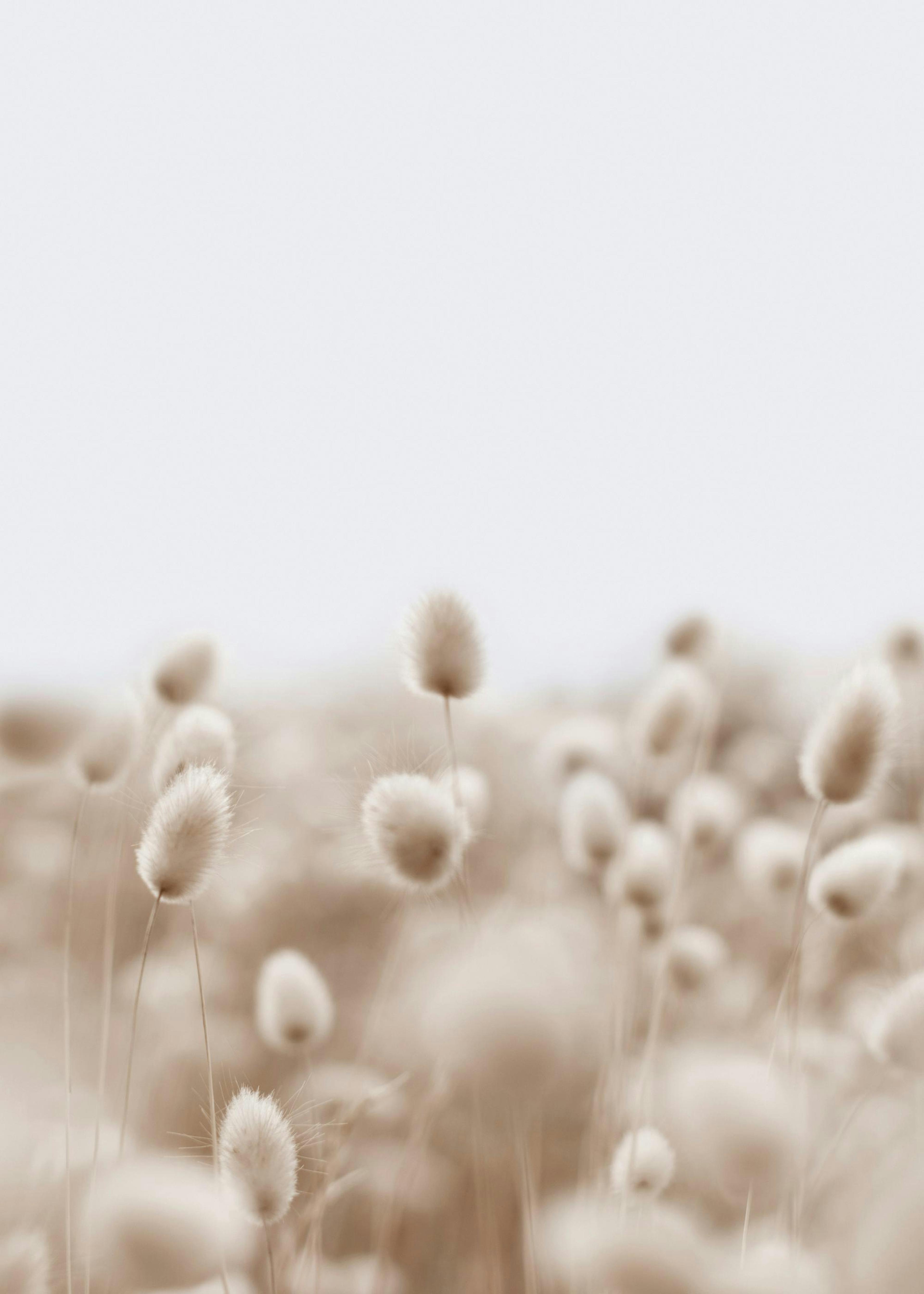 Soft Grass Affiche 0