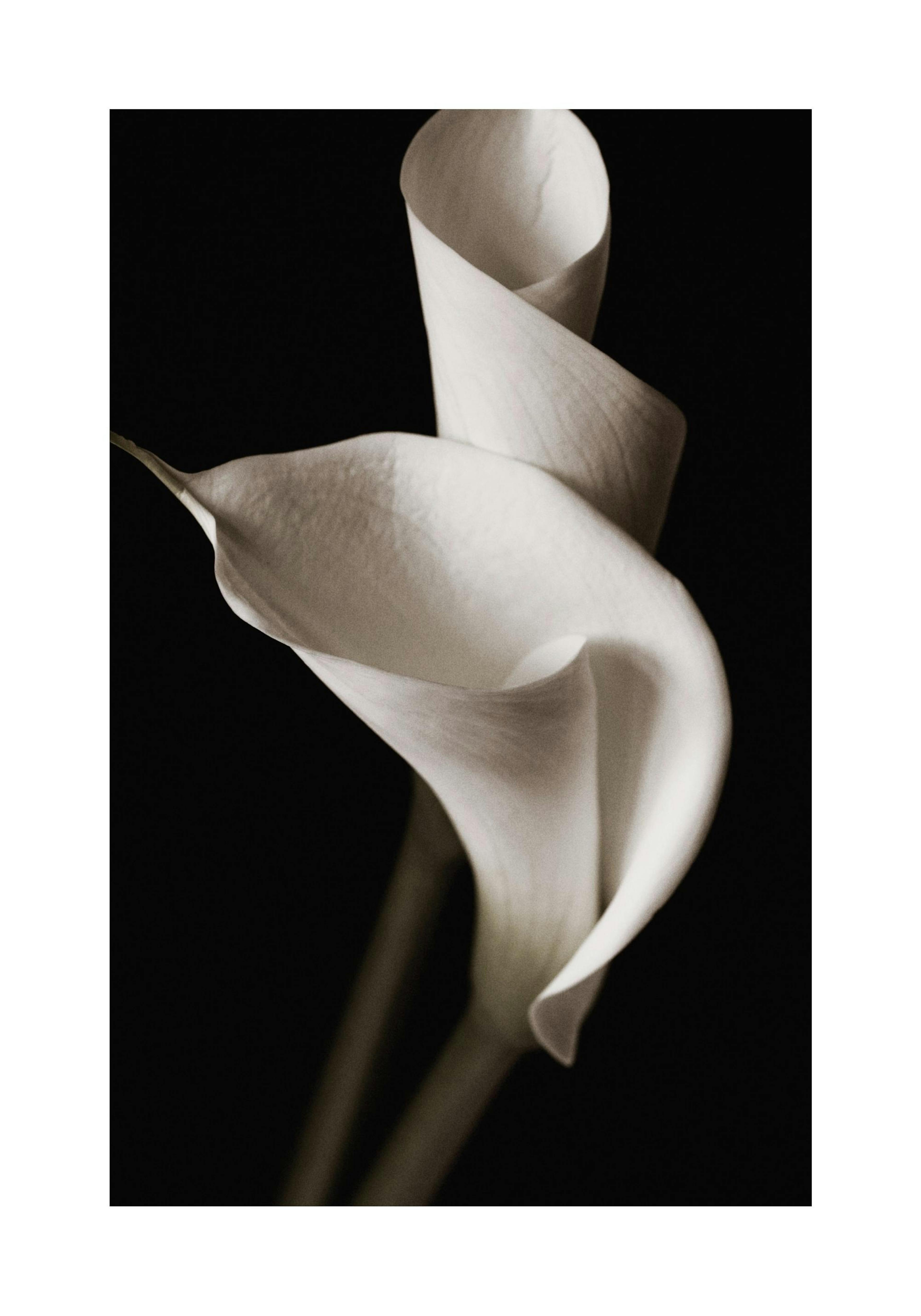 White Calla Lily flower print on a black background, elegant floral poster