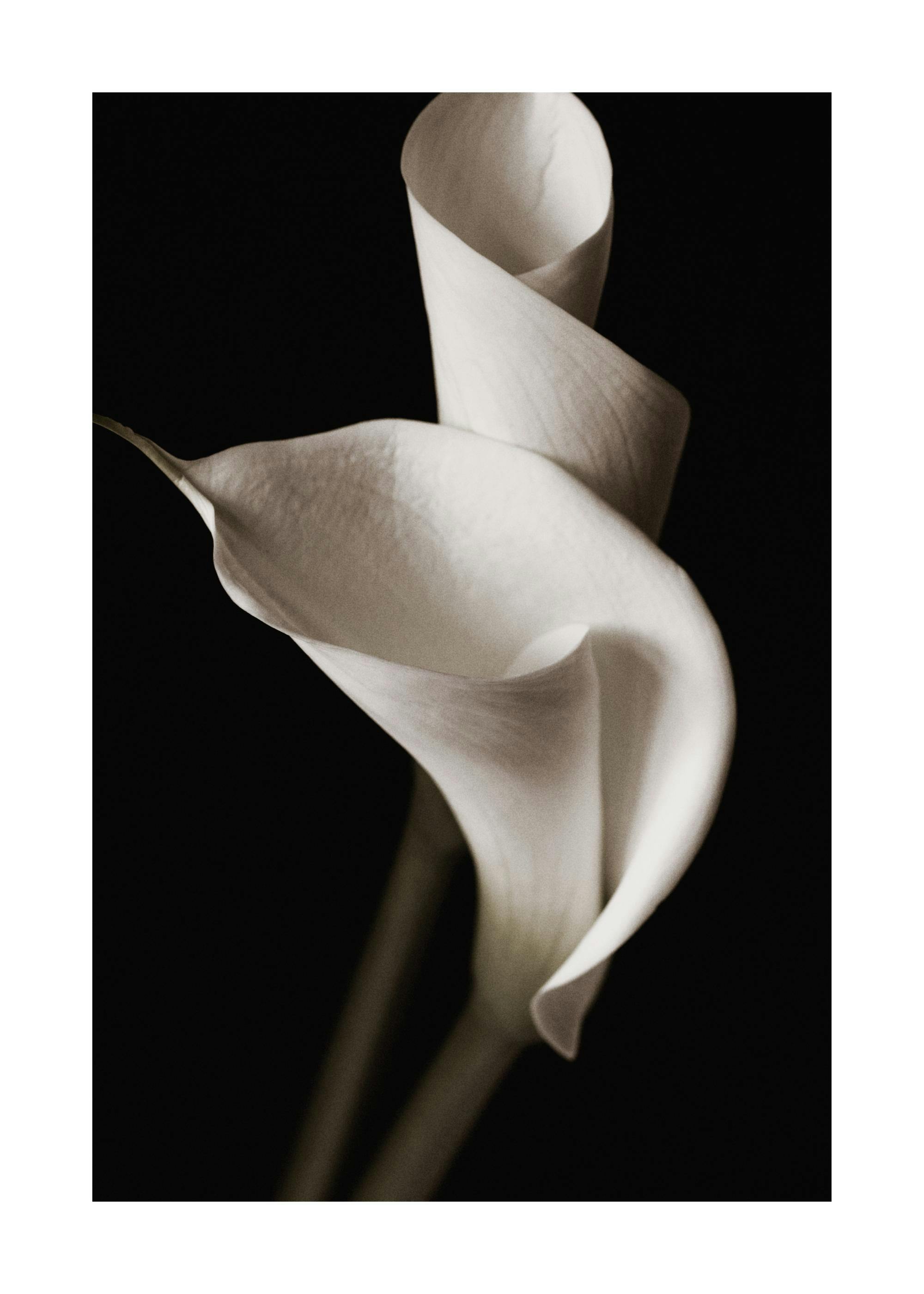 Póster de dos delicadas flores de cala blanca sobre un fondo negro, estilo fotografía floral.