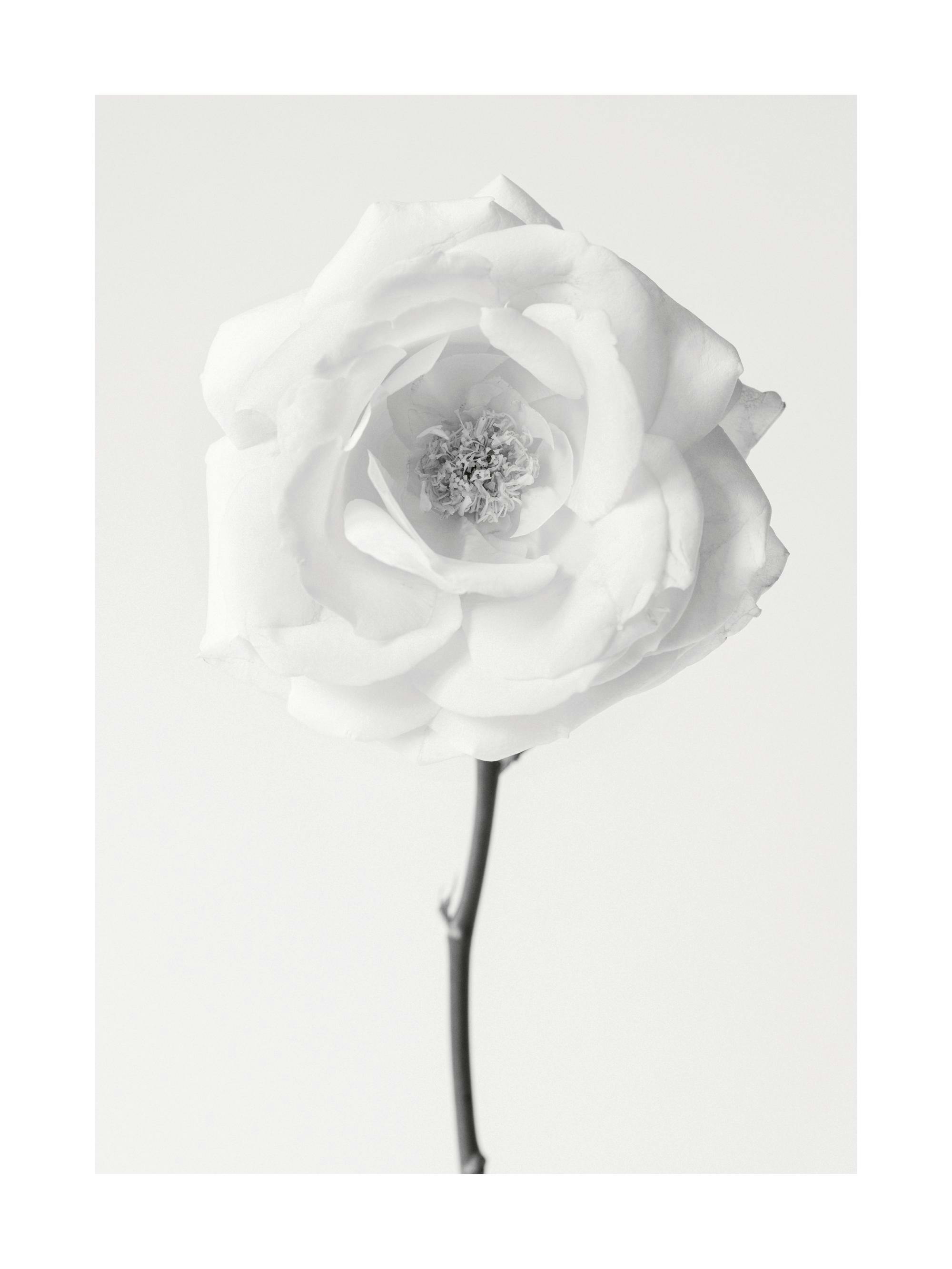 Monokromt fotografi av en vit ros med öppna kronblad och en mörk stjälk mot en ljusgrå bakgrund.