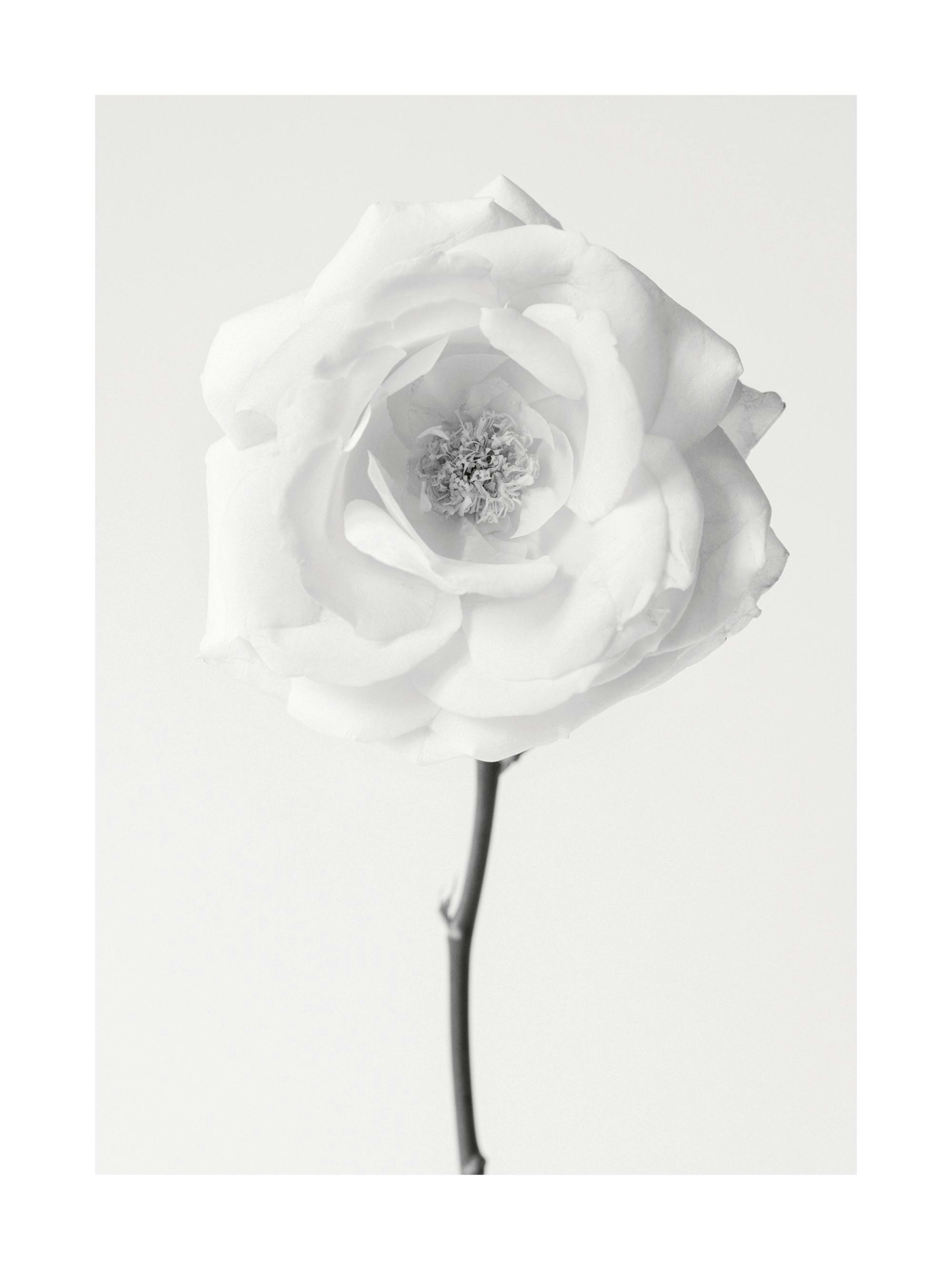 Still Life Rose No1 Plakat 0