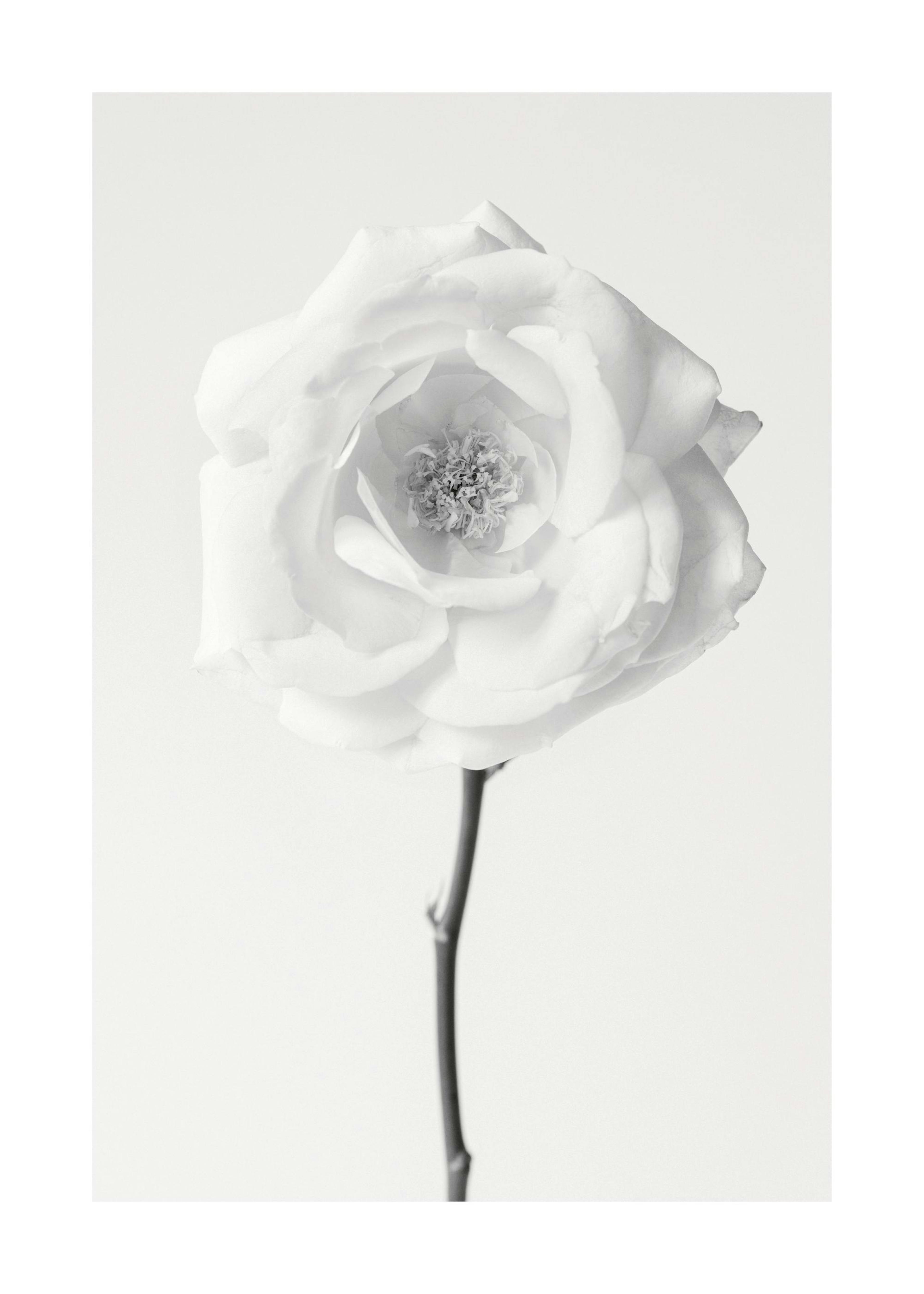 Still Life Rose No1 Plakat 0