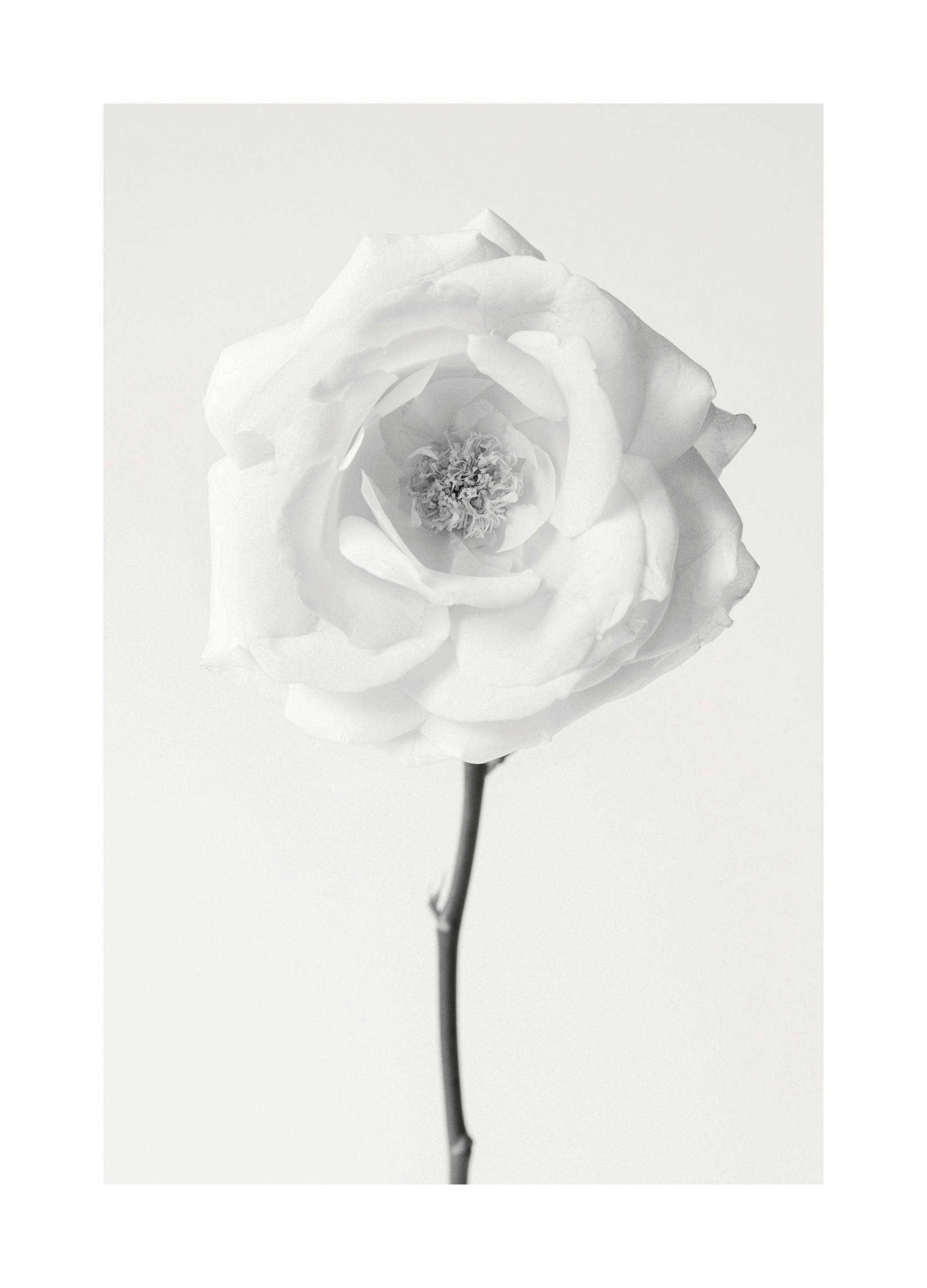 Still Life Rose No1 Plakat (30x40 cm) - Plakater > Botaniske plakater