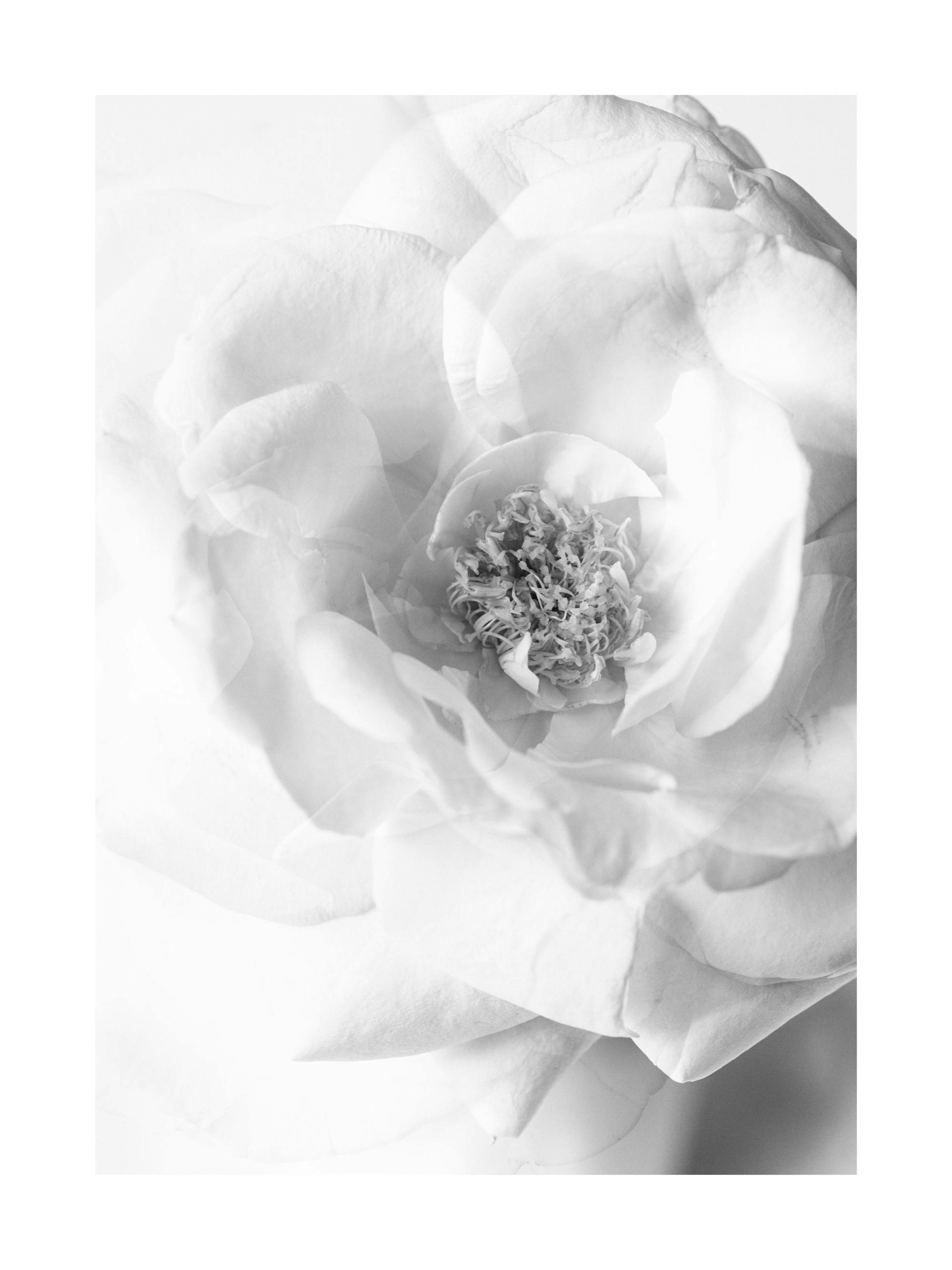Monokrom närbild av en vit ros med mjuka, diffusa kronblad och en tydlig pistill i mitten, i svartvitt.