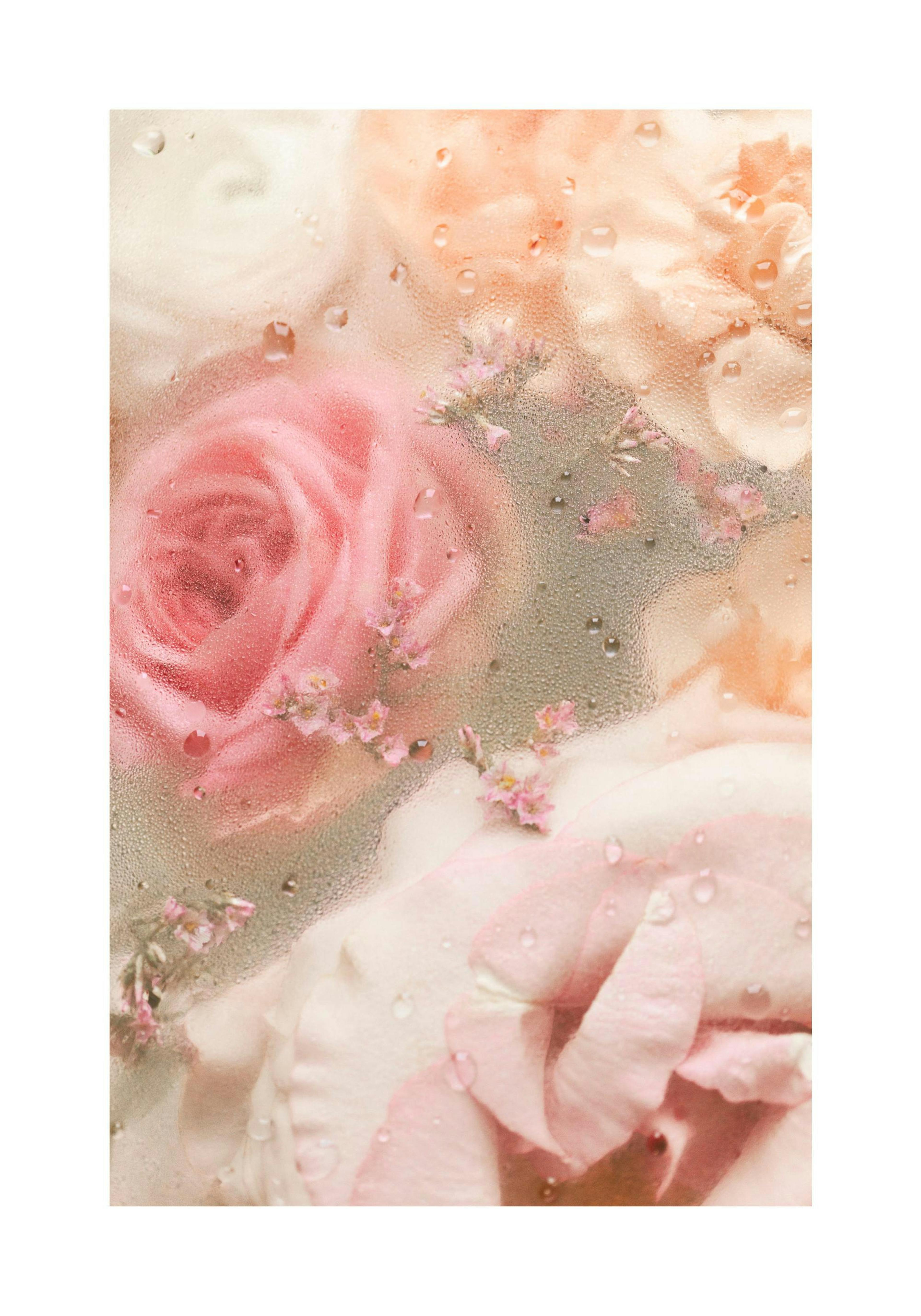 Póster de rosas románticas en tonos beige y rosa, sumergidas en agua con gotas visibles.
