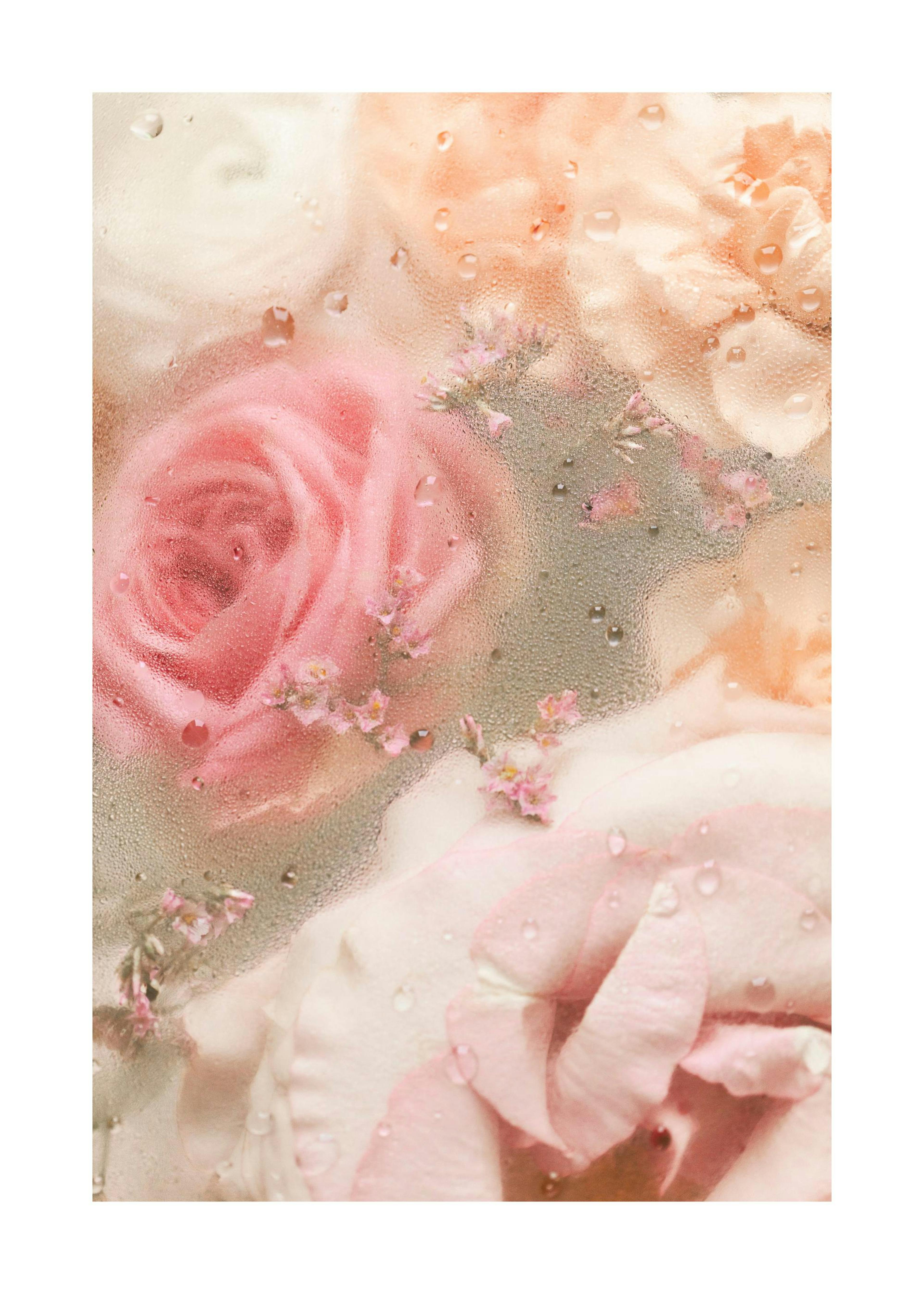 Póster de rosas románticas en tonos beige y rosa, sumergidas en agua con gotas visibles.