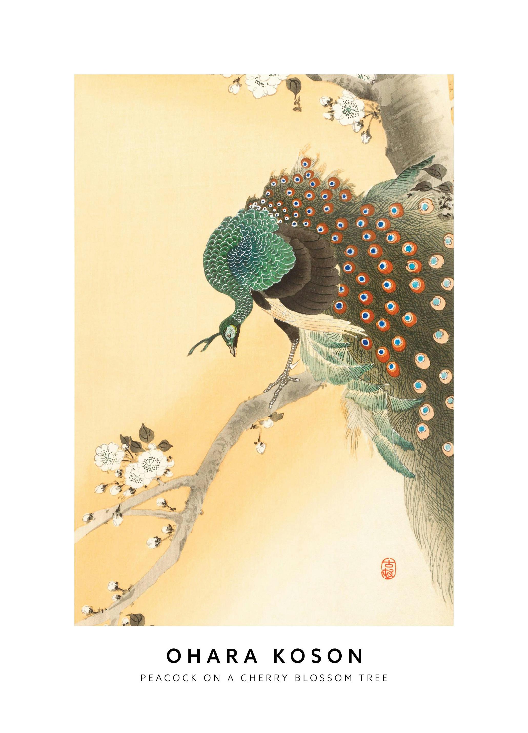 Ohara Koson - Peacock on a Cherry Blossom Tree Affiche (30x40 cm)