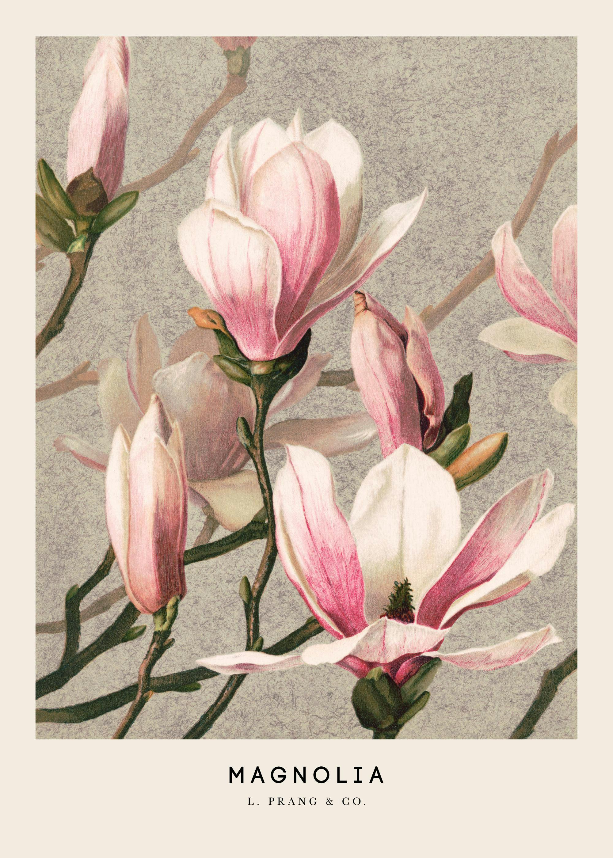 Affiche botanique de L. Prang & Co. avec des fleurs de magnolia roses et blanches sur fond gris clair