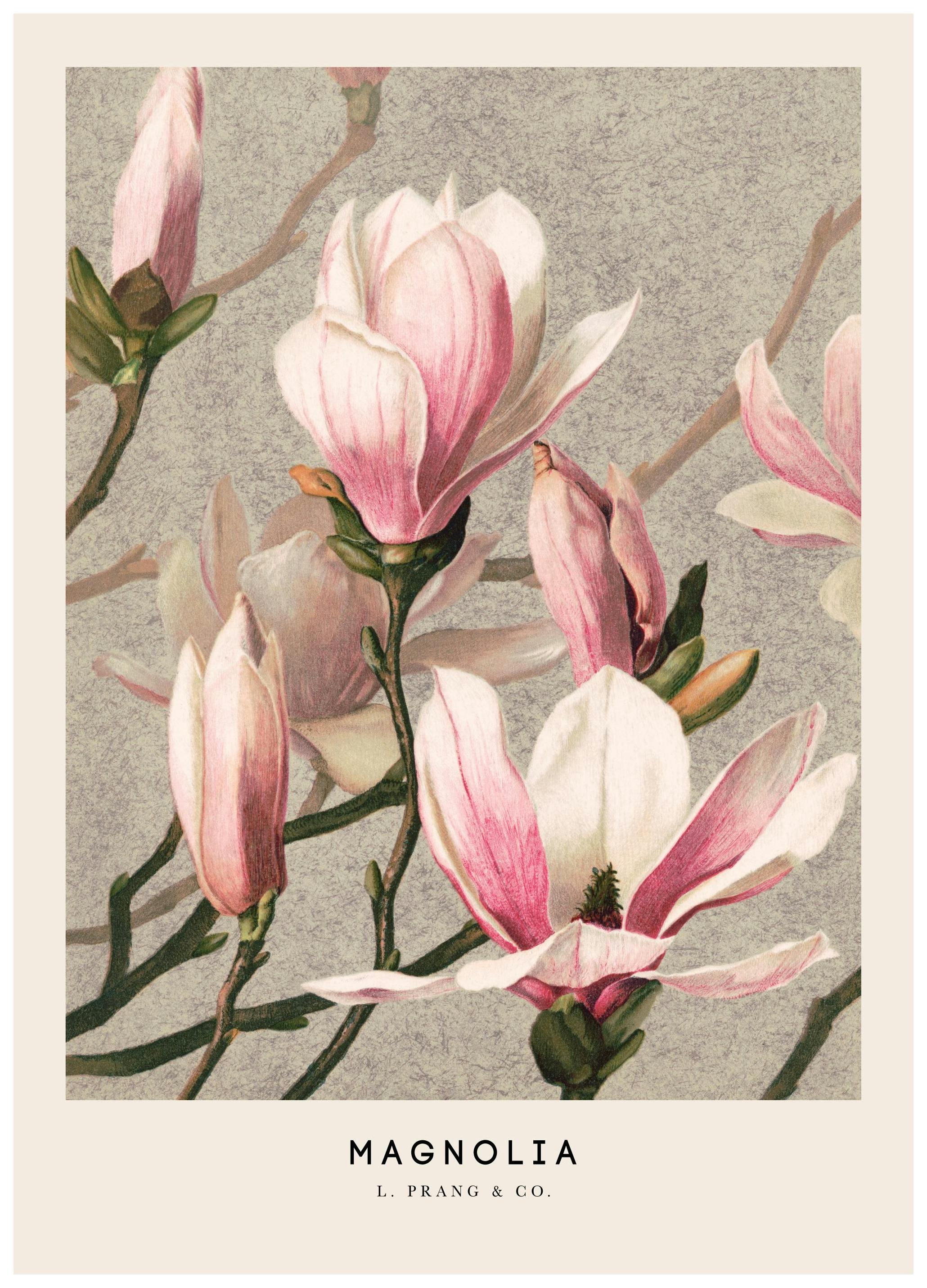 L. Prang & Co. - Magnolia Plakat (50x70 cm)- Obrazy sławnych malarzy