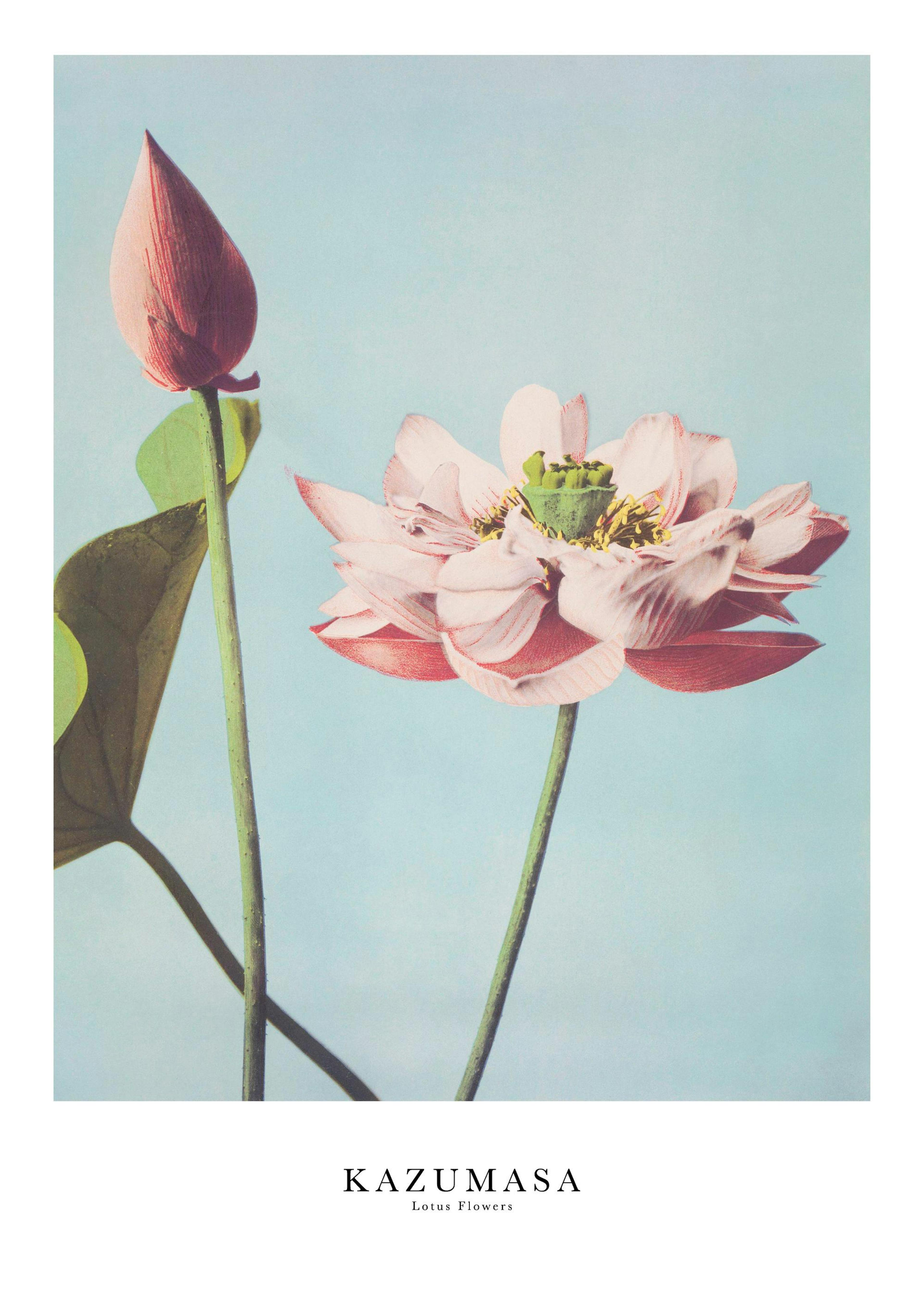 Ogawa Kazumasa - Lotus Flowers Print 0