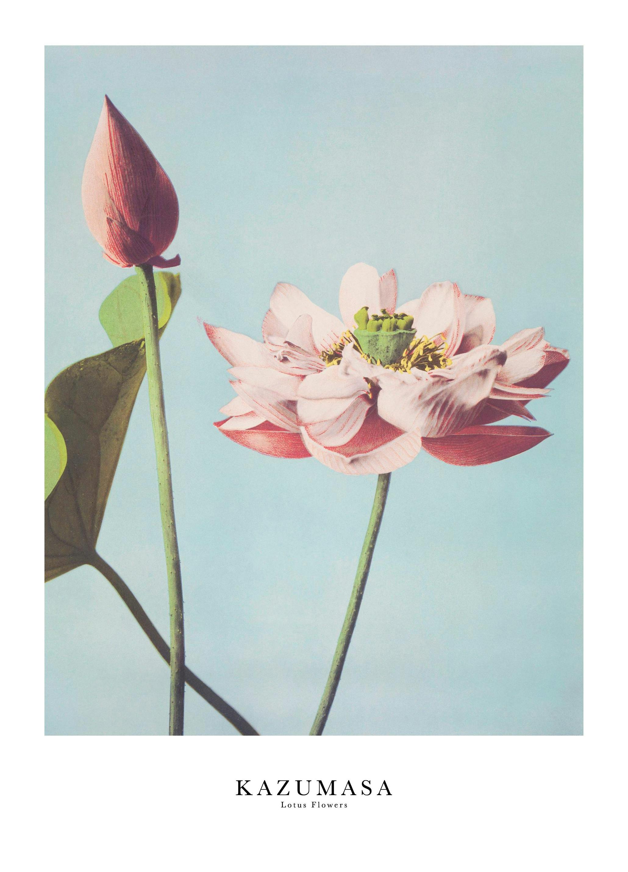 Ogawa Kazumasa - Lotus Flowers Plakat (30x40 cm)- Obrazy sławnych malarzy