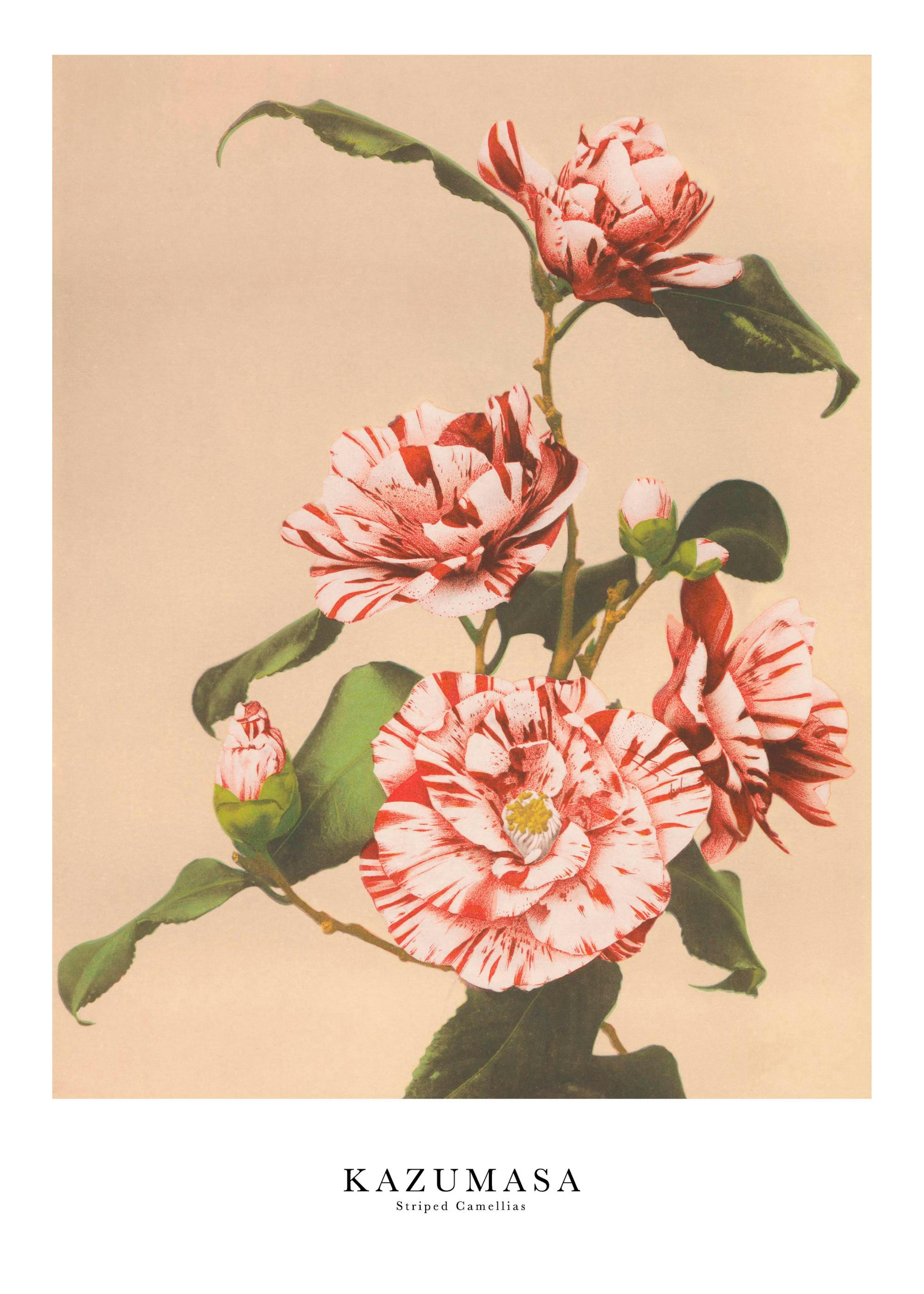 Ogawa Kazumasa - Striped Camellias Poster 0