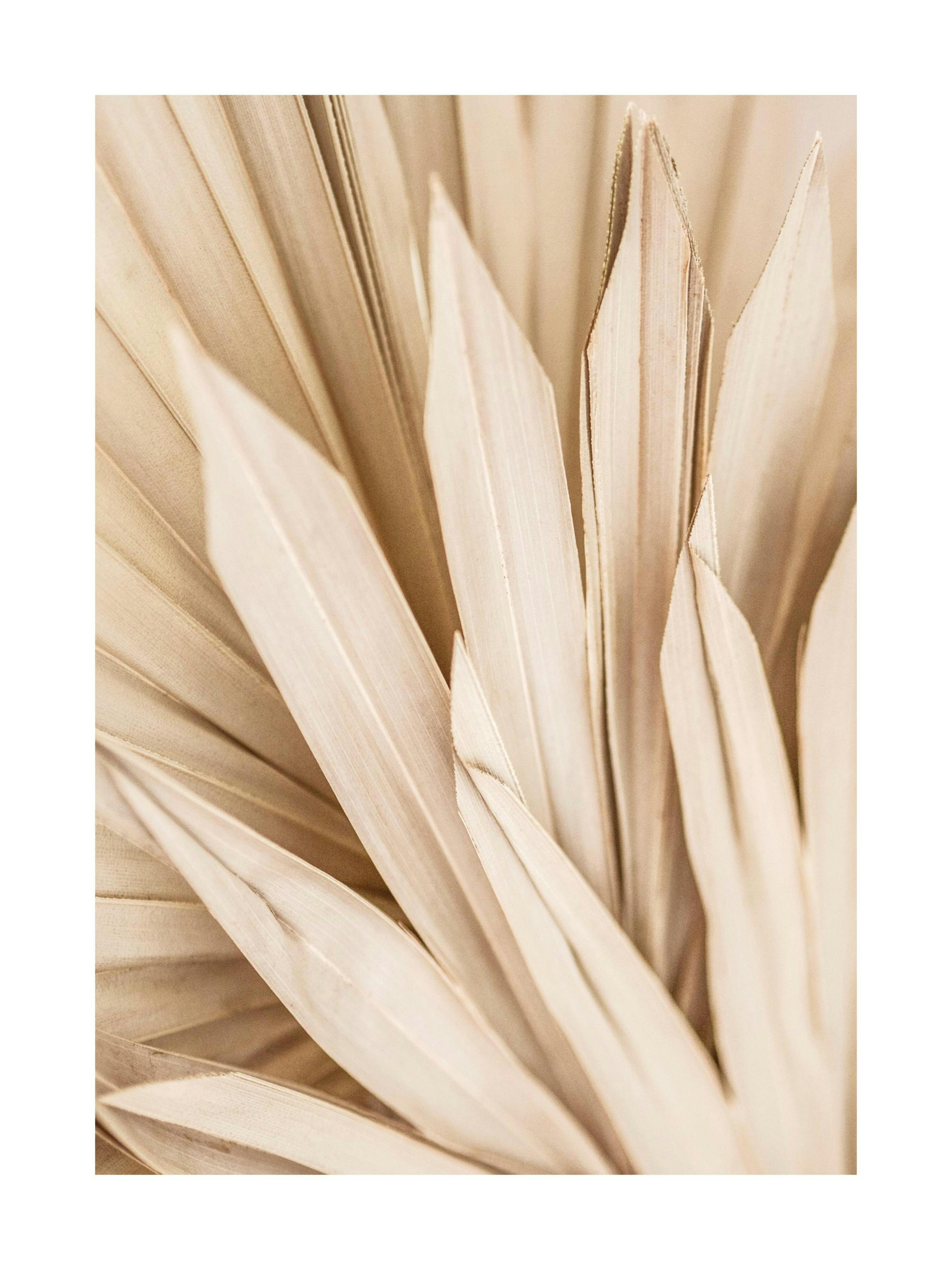 Poster mit getrockneten Palmblättern in ruhigem Beige, Nahaufnahme mit feiner körniger Textur, Boho-Stil.
