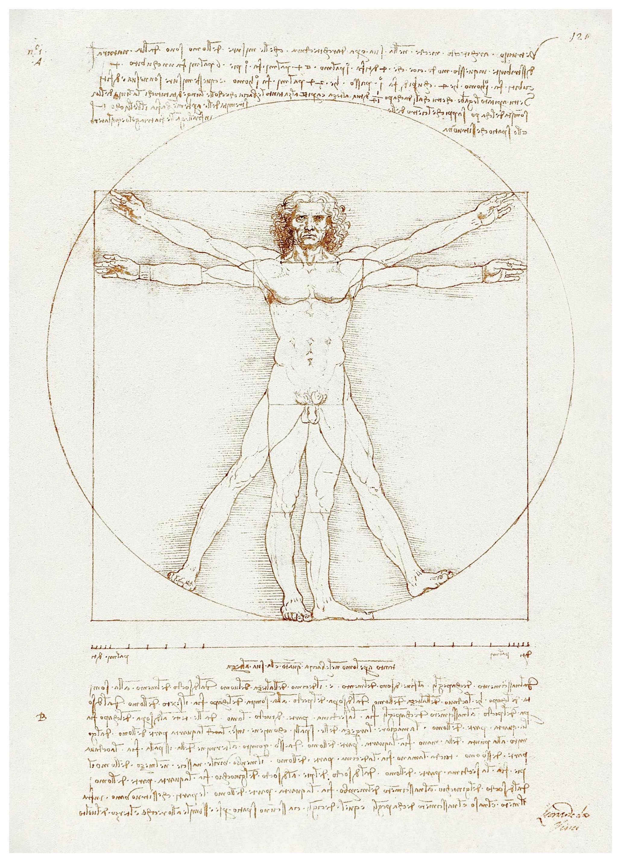 Leonardo Da Vinci - Vitruvian Man Poster (50x70 cm) - Schilderijen van beroemde schilders