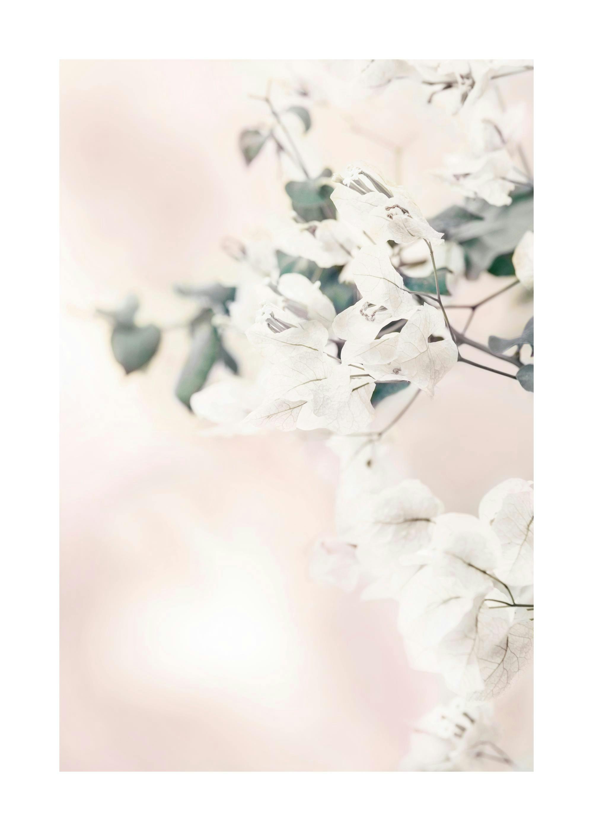 White flowers with green stems against a blurry pink background create a tranquil botanical art print.