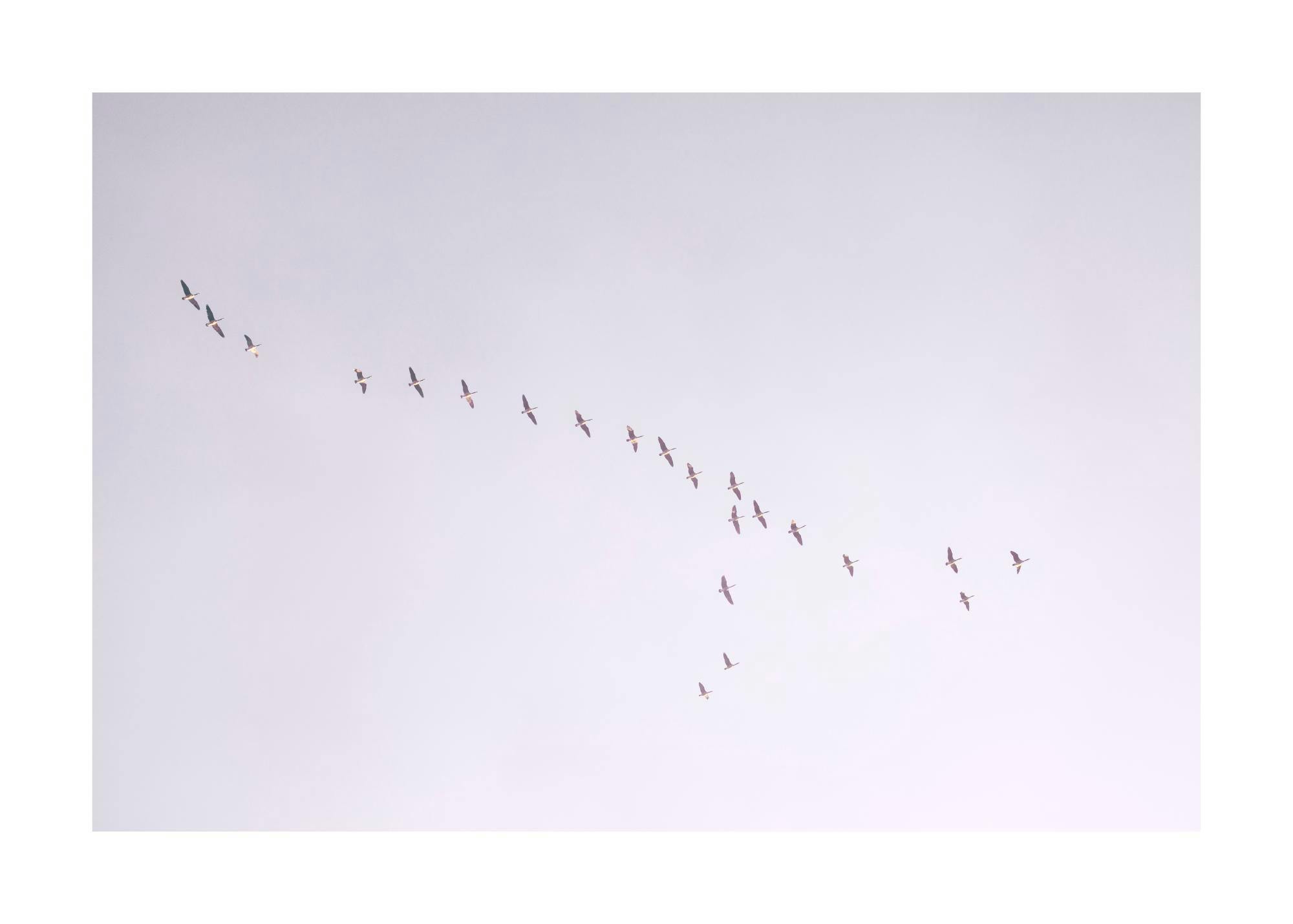 Birds flying in a V-formation against a pale purple sky, with visible grainy texture on the print.