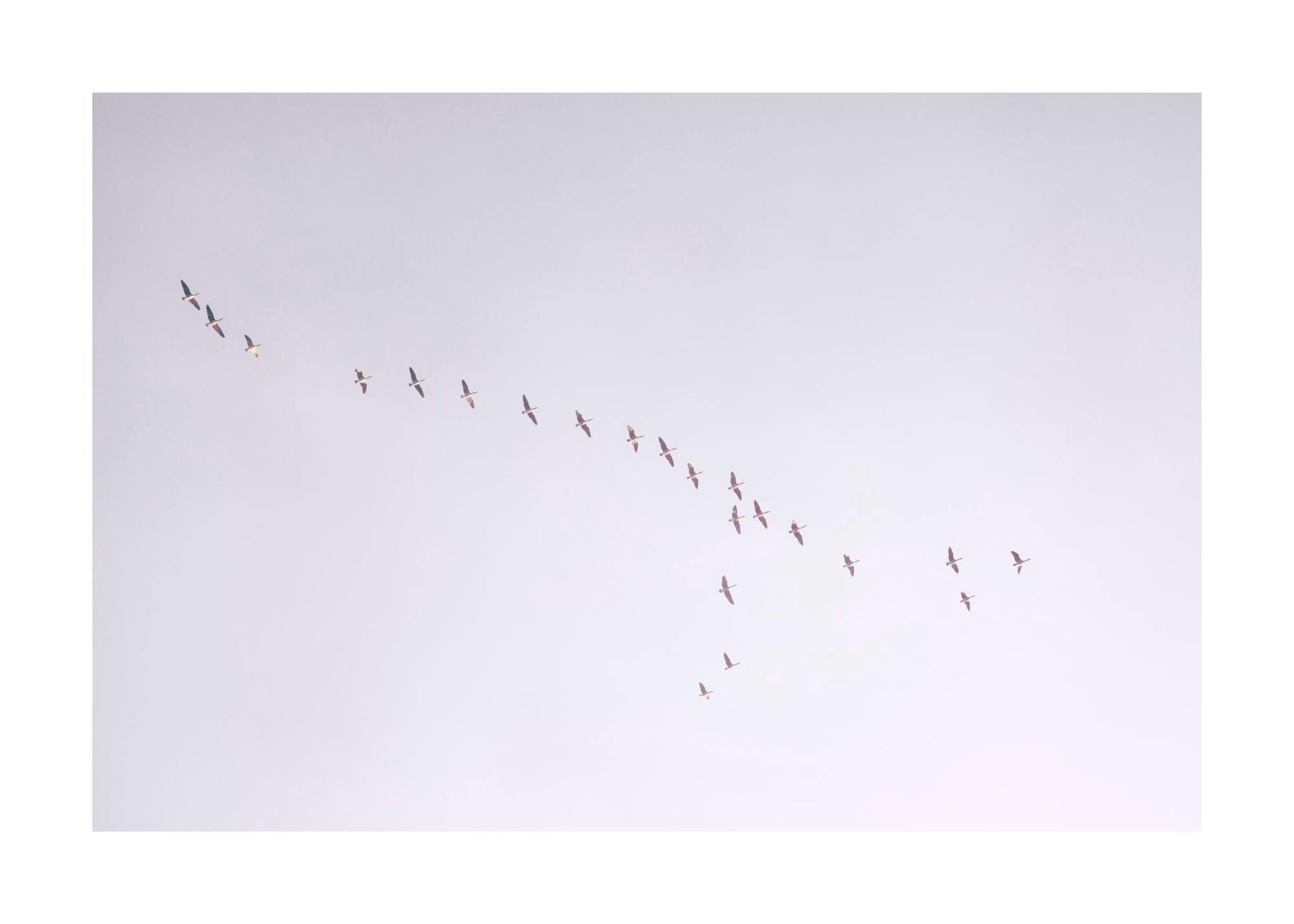 Birds in Purple Sky Print 0